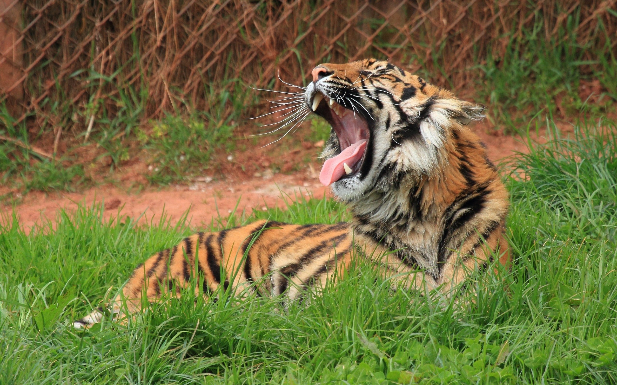 Обои тигр, трава, лежит, пасть, зевает, дикая кошка, tiger, grass, lies, mouth, yawns, wild cat разрешение 2800x2000 Загрузить
