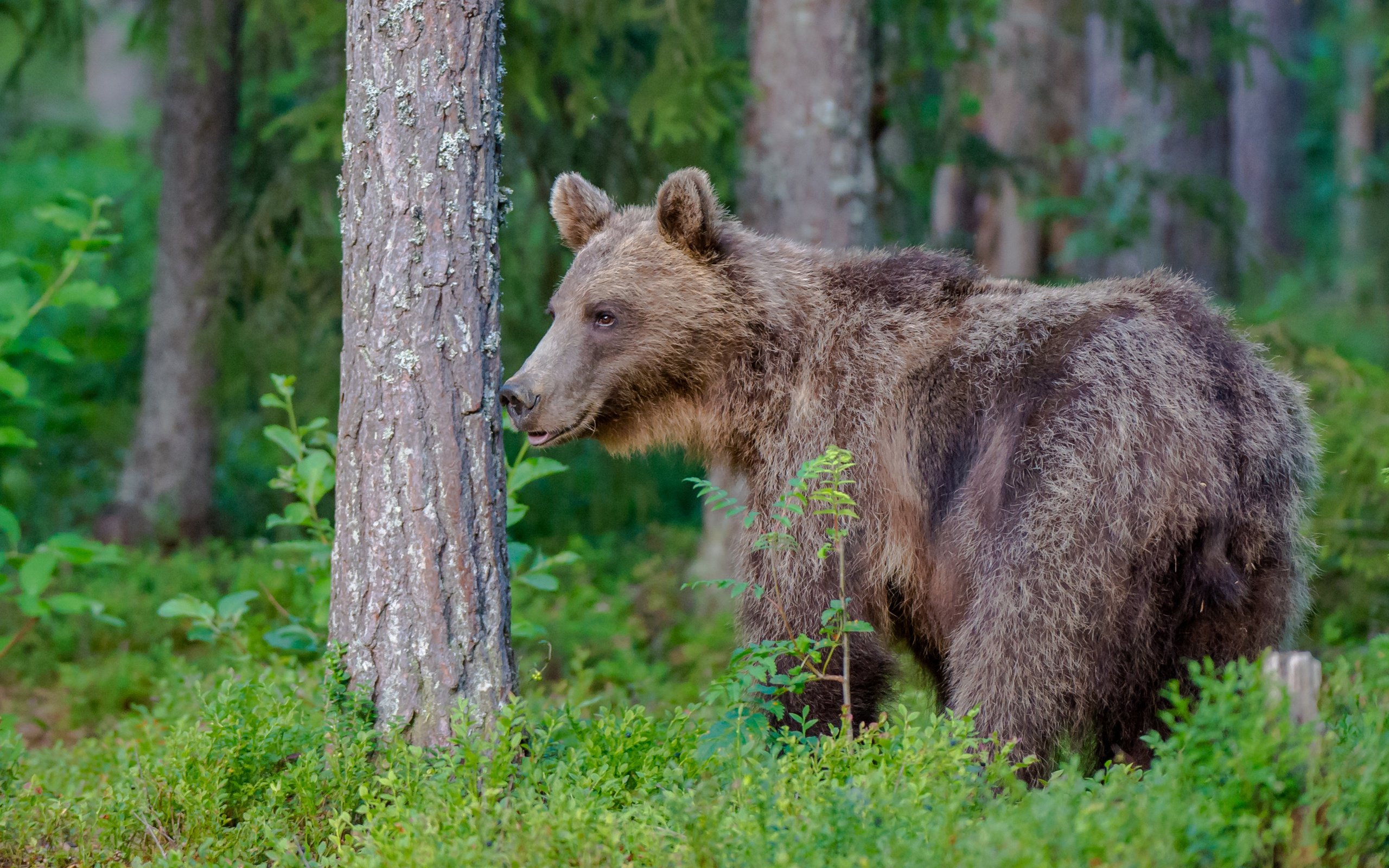 Обои лес, медведь, хищник, forest, bear, predator разрешение 2767x1842 Загрузить