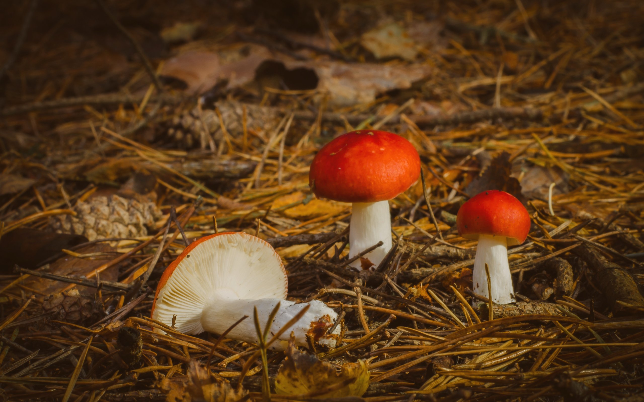 Обои природа, осень, грибы, nature, autumn, mushrooms разрешение 3527x2336 Загрузить