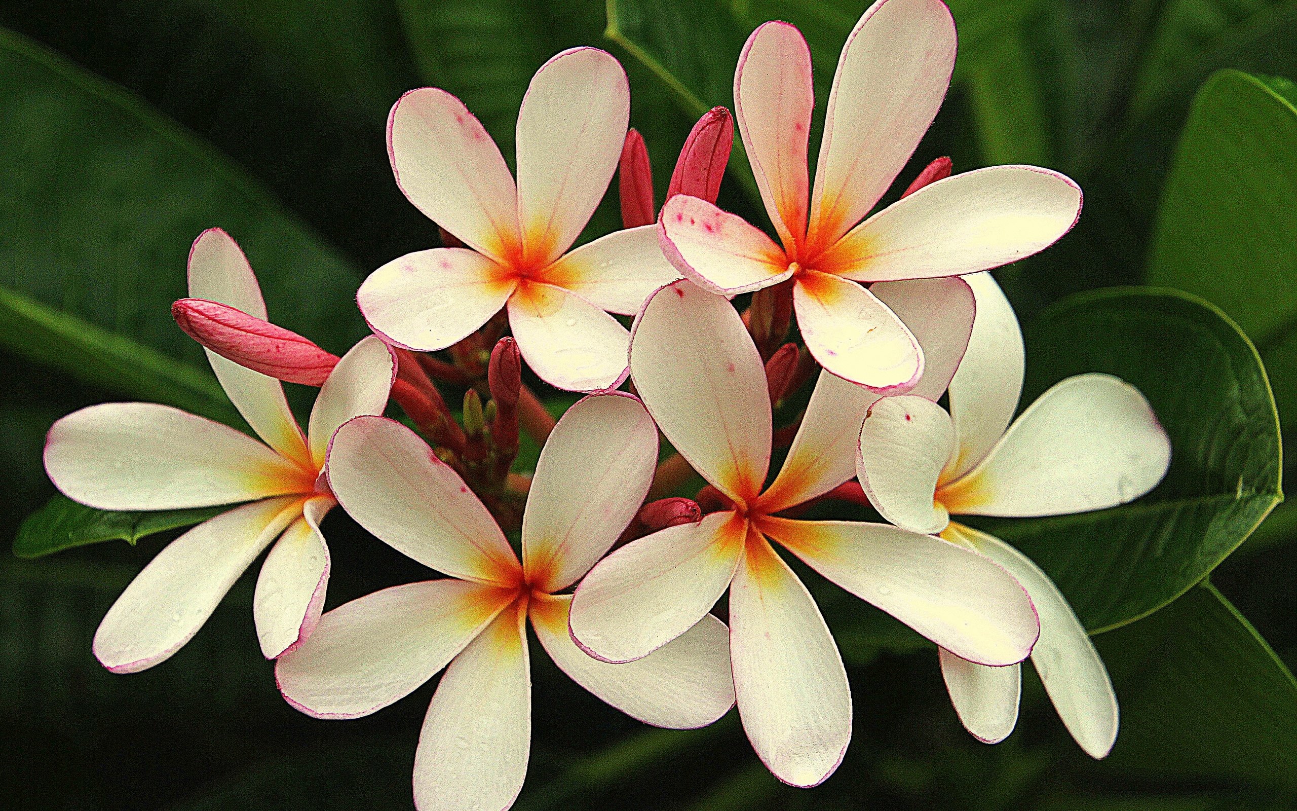 Обои цветы, кустарник, флора, плюмерия, flowers, shrub, flora, plumeria разрешение 2880x2056 Загрузить