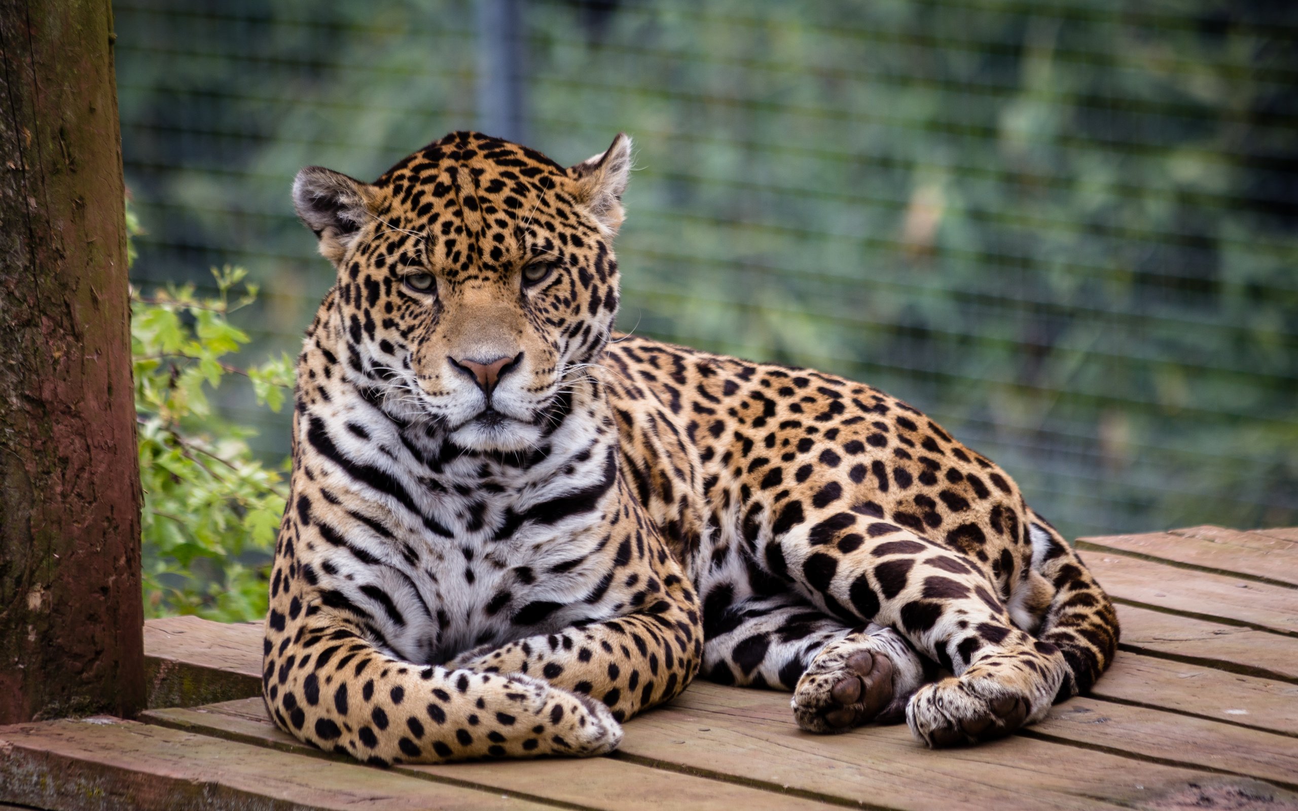 Обои хищник, ягуар, животное, ягуа́р, predator, jaguar, animal разрешение 4398x2686 Загрузить