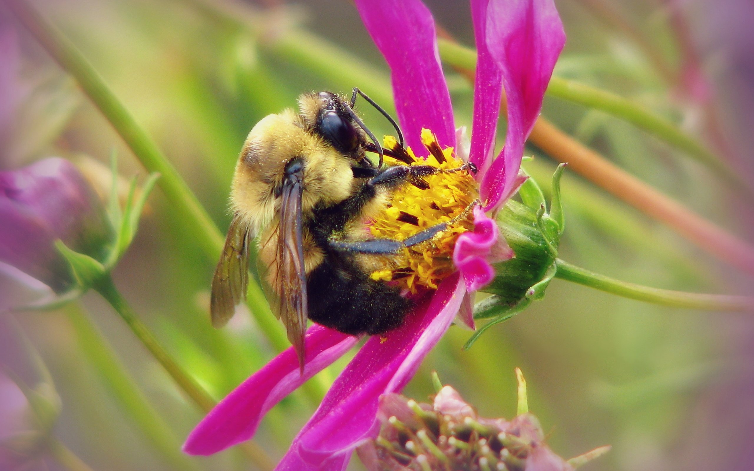 Обои макро, насекомое, цветок, шмель, macro, insect, flower, bumblebee разрешение 3128x2346 Загрузить