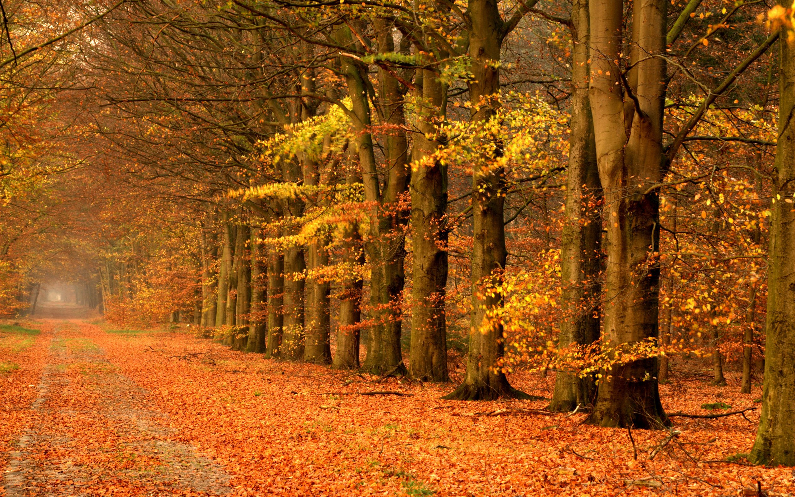 Обои дорога, деревья, пейзаж, осень, road, trees, landscape, autumn разрешение 3900x2613 Загрузить
