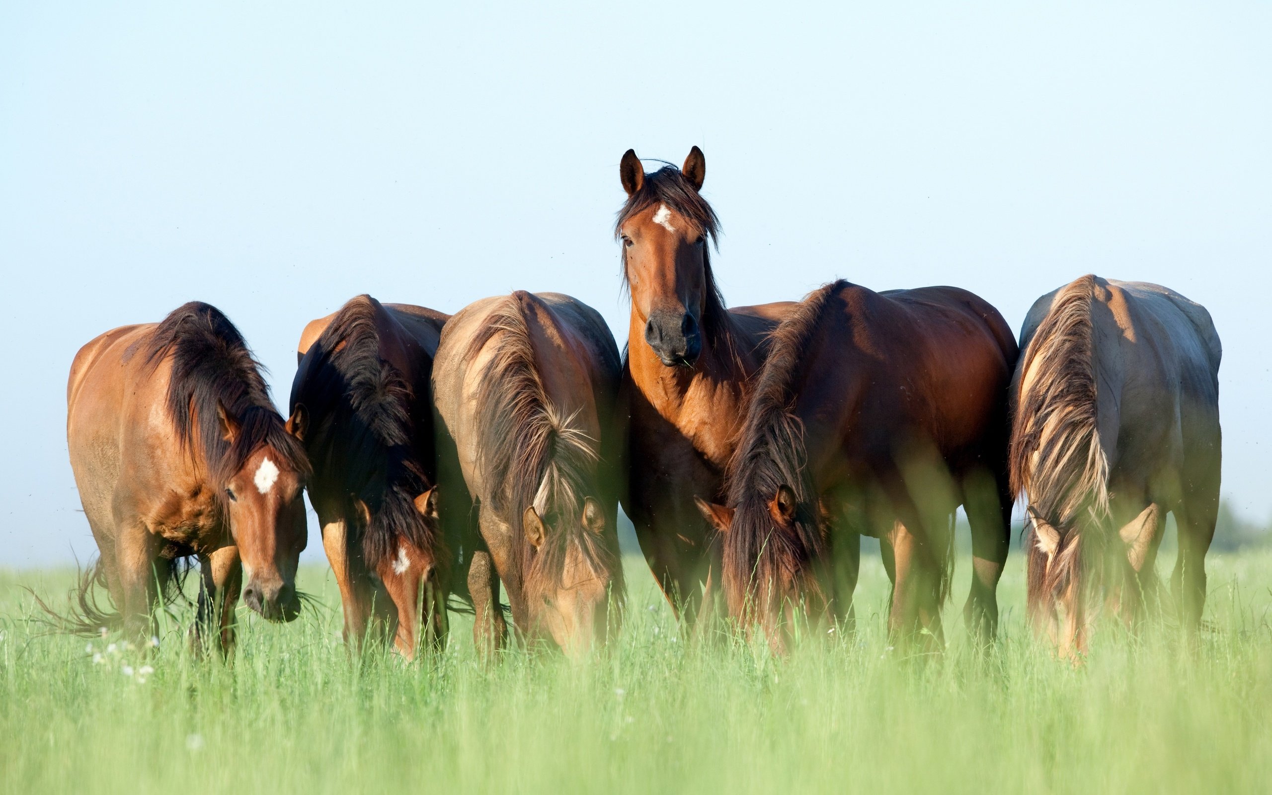 Обои небо, трава, лето, лошади, кони, коричневые, пасутся, шесть, the sky, grass, summer, horse, horses, brown, grazing, six разрешение 2880x1802 Загрузить