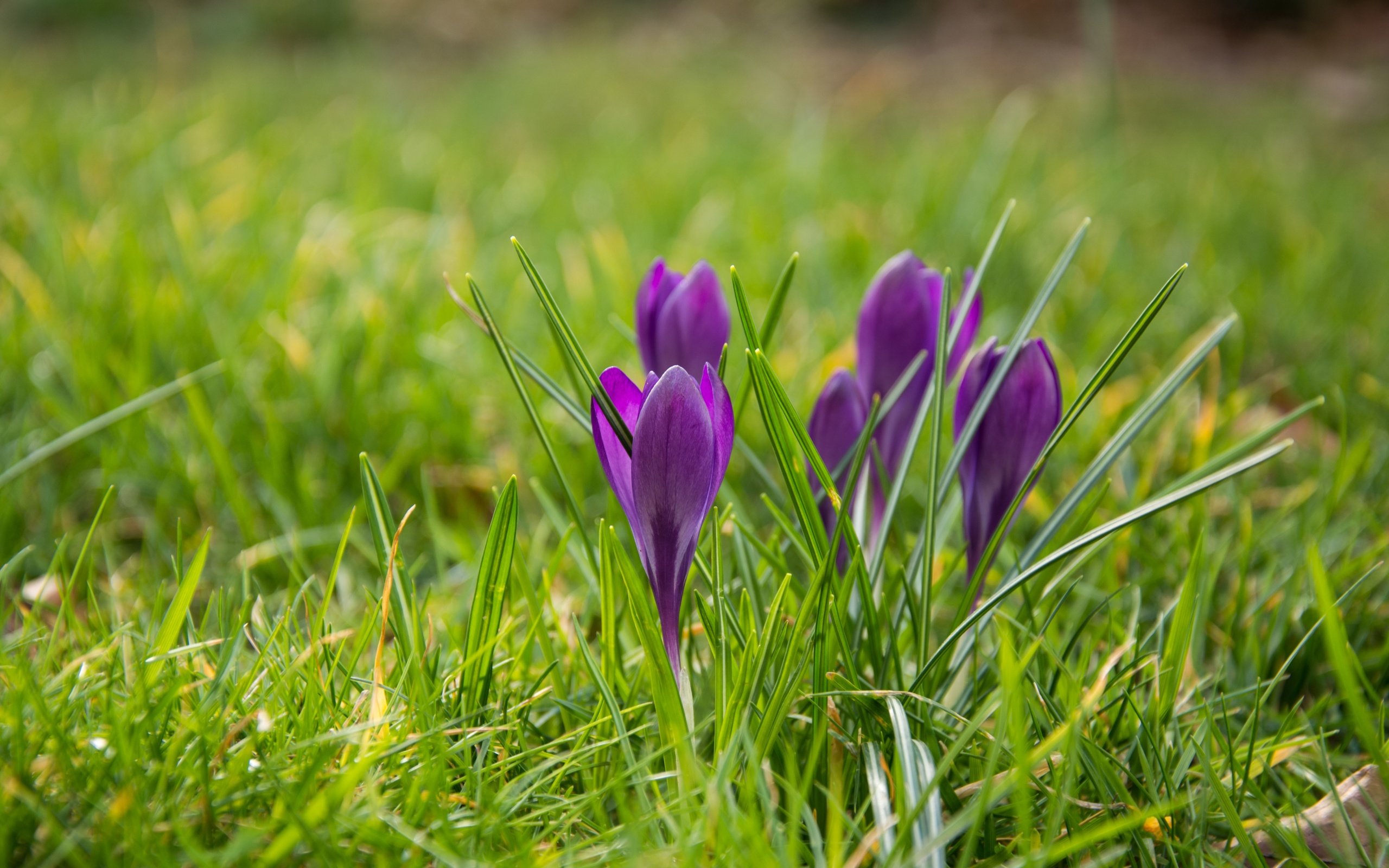 Обои цветы, трава, весна, крокусы, flowers, grass, spring, crocuses разрешение 6000x4000 Загрузить