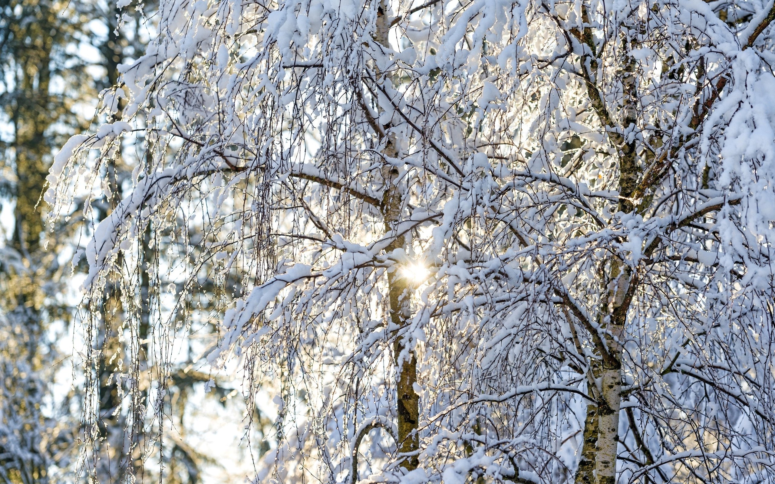 Обои свет, деревья, солнце, снег, зима, ветки, березы, light, trees, the sun, snow, winter, branches, birch разрешение 2600x1735 Загрузить