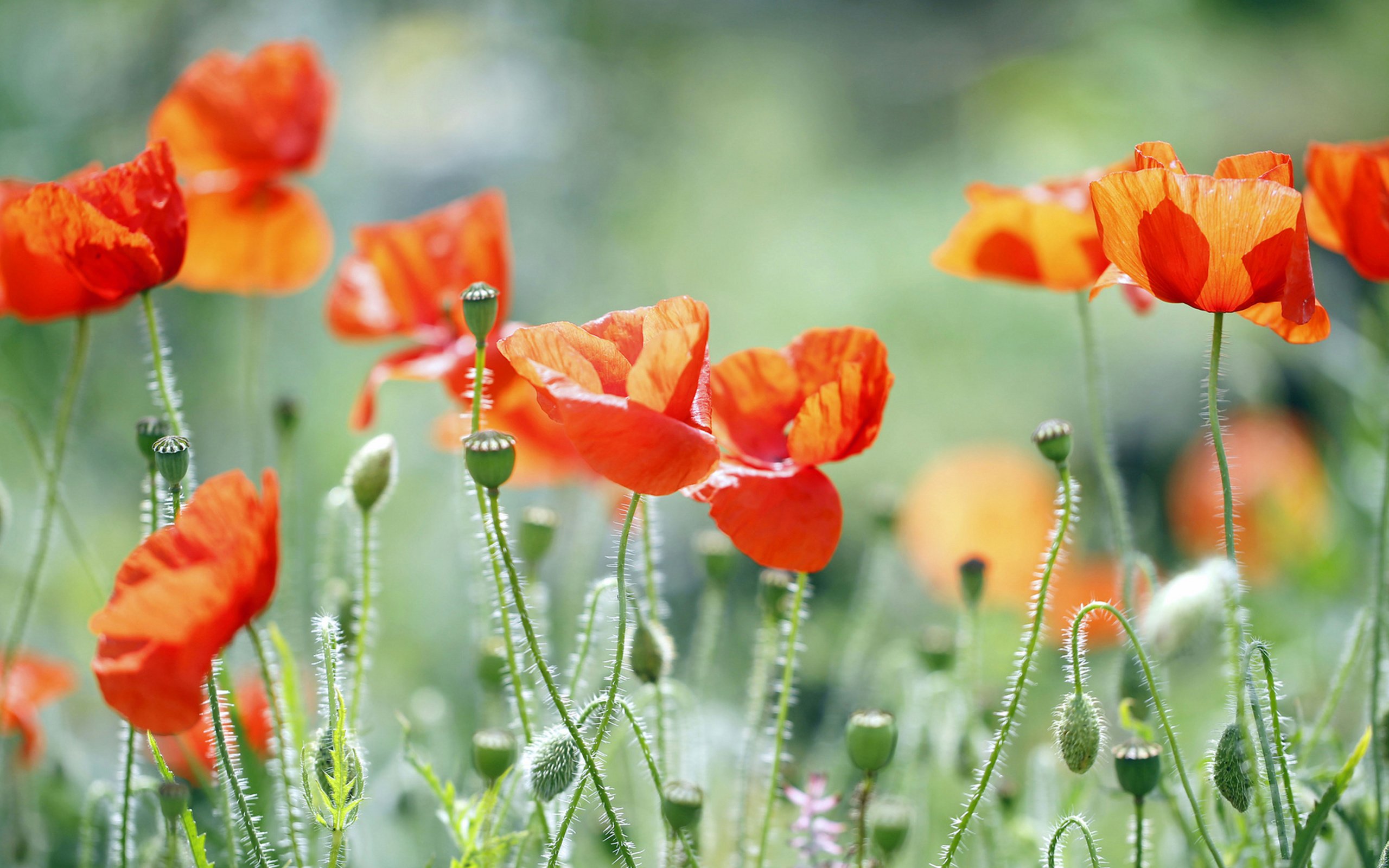 Обои трава, природа, поле, лепестки, маки, луг, grass, nature, field, petals, maki, meadow разрешение 3840x2160 Загрузить