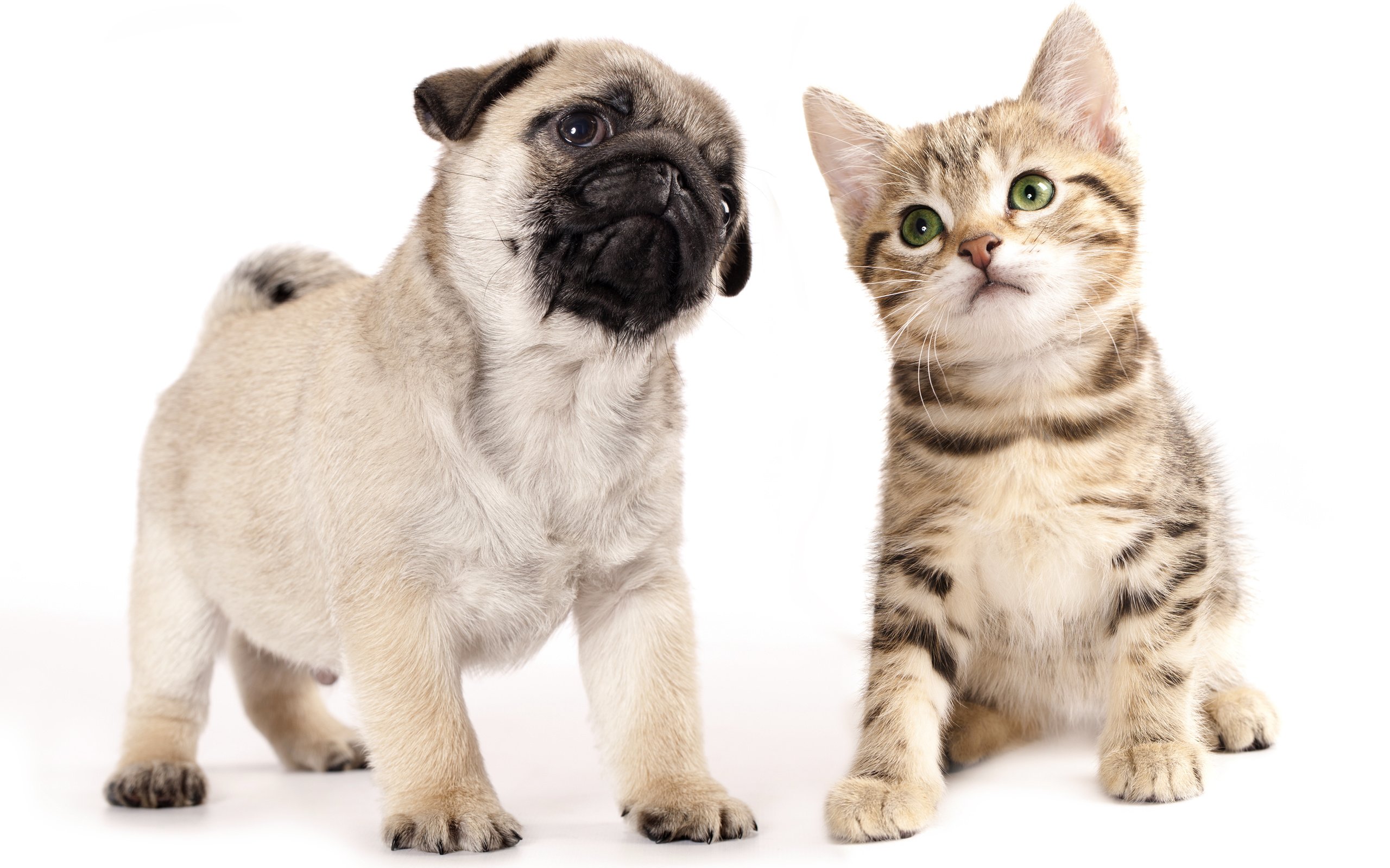 Обои котенок, щенок, малыши, kitty, puppy, kids разрешение 3000x2016 Загрузить