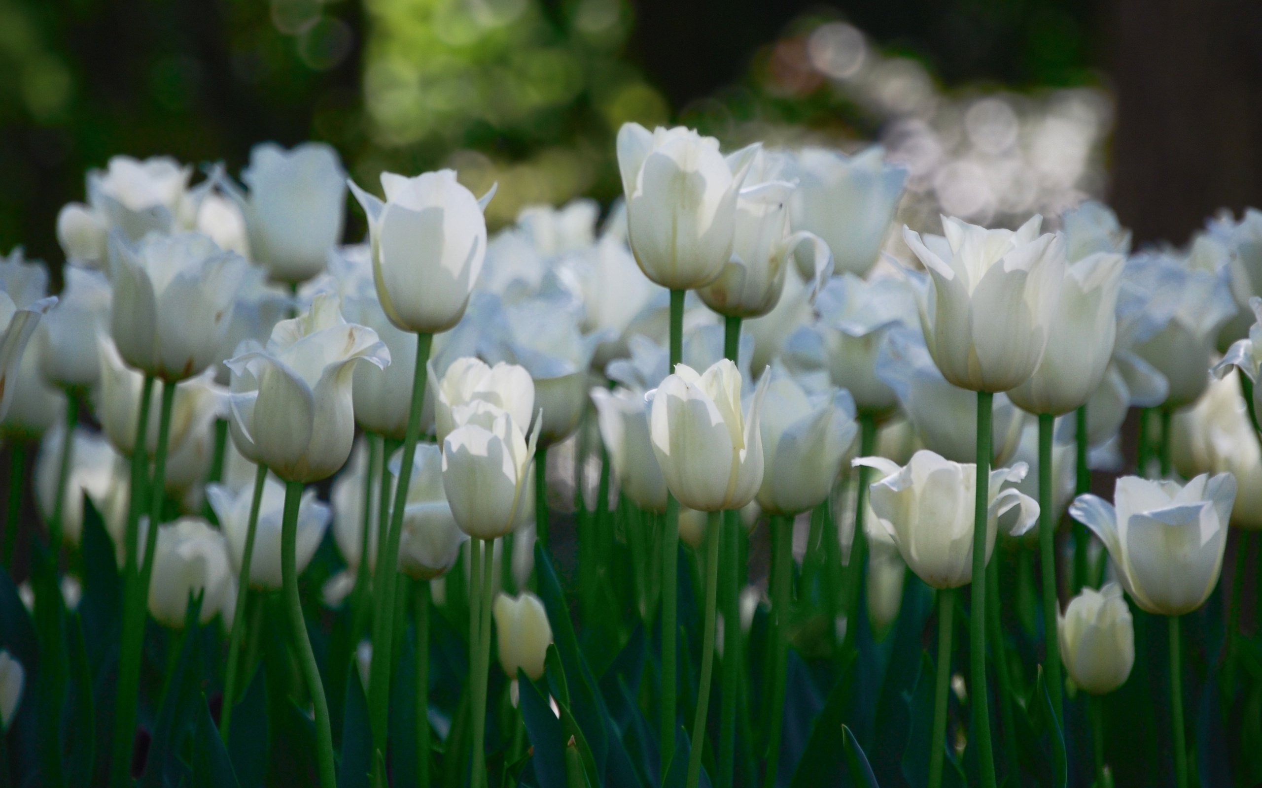 Обои цветы, тюльпаны, белые, много, flowers, tulips, white, a lot разрешение 3840x2127 Загрузить