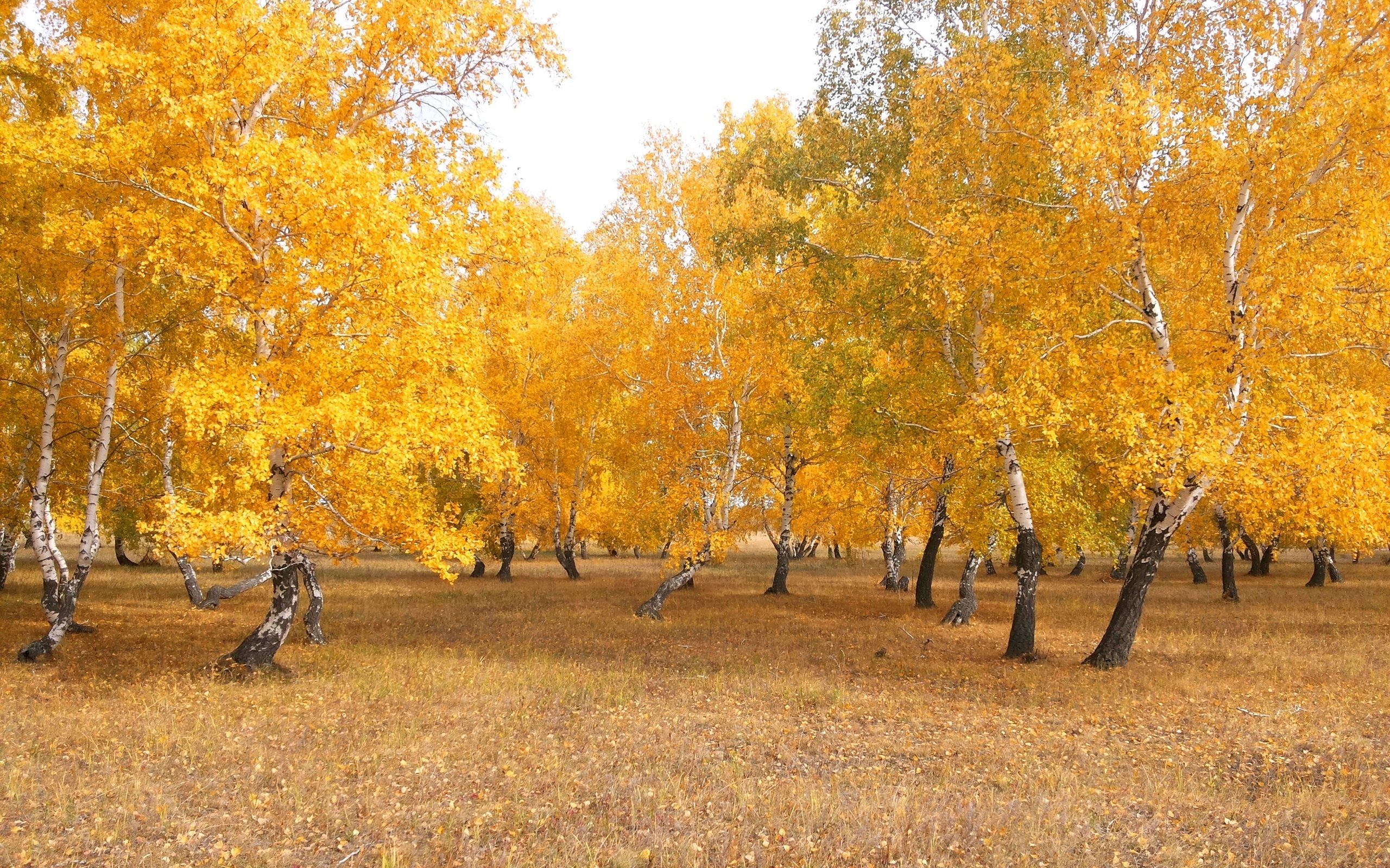 Обои деревья, природа, лес, листья, пейзаж, березы, осень, казахстан, trees, nature, forest, leaves, landscape, birch, autumn, kazakhstan разрешение 3264x2294 Загрузить