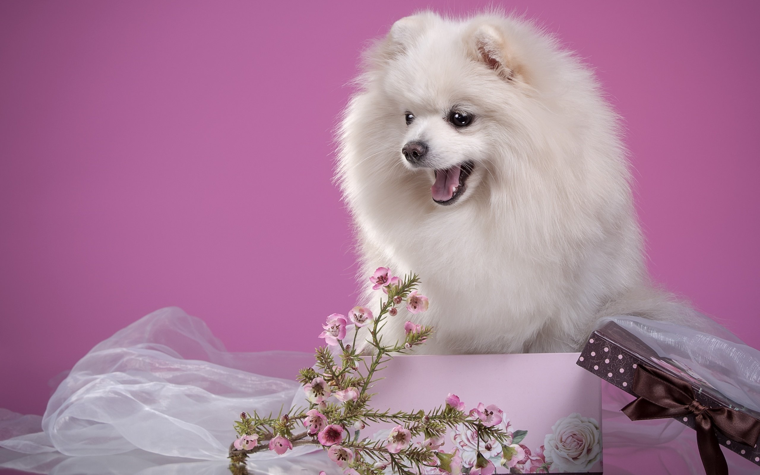 Обои цветы, пушистый, белый, щенок, коробка, шпиц, flowers, fluffy, white, puppy, box, spitz разрешение 2700x1796 Загрузить