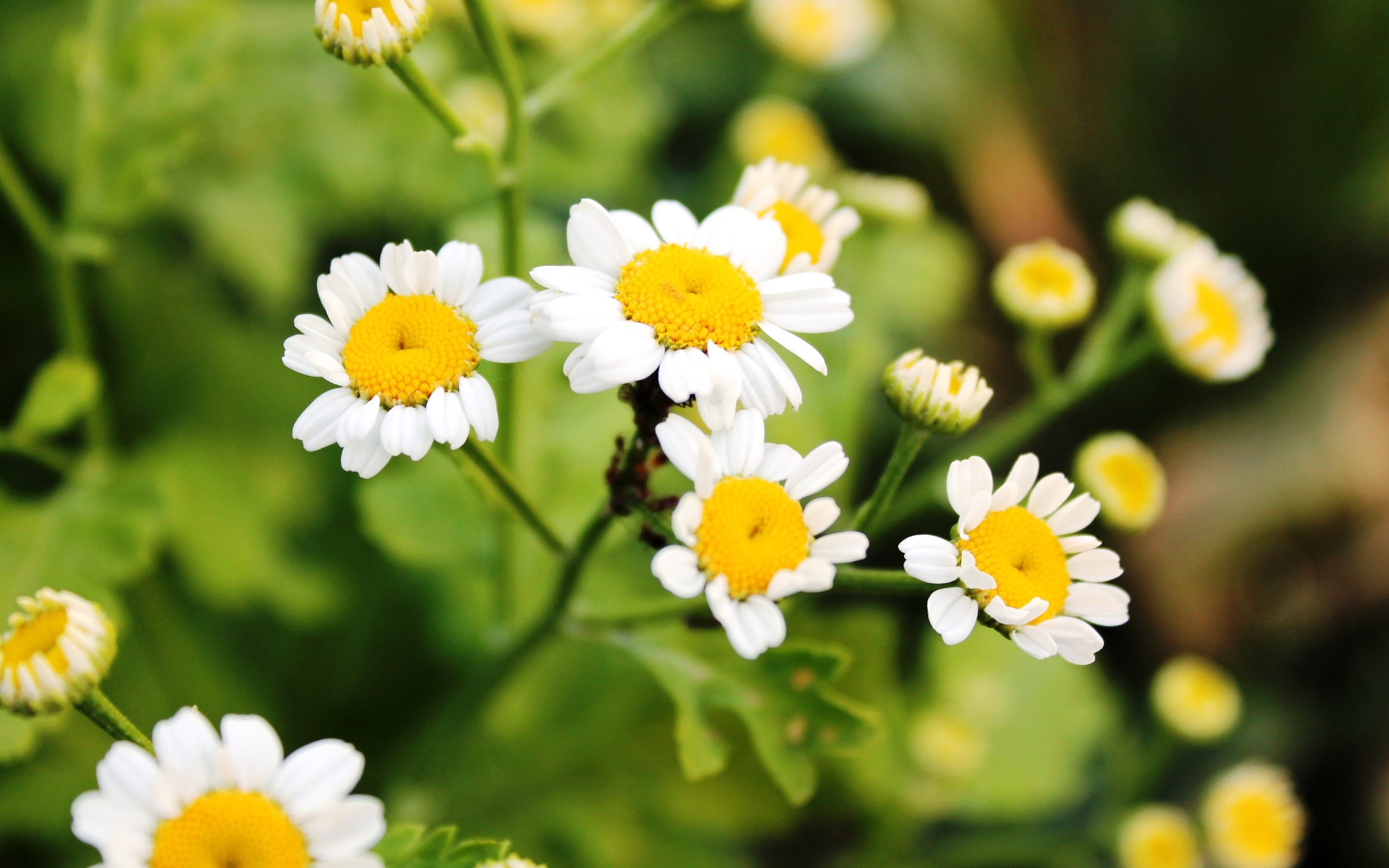 Обои цветы, зелень, лето, ромашки, flowers, greens, summer, chamomile разрешение 4272x2848 Загрузить