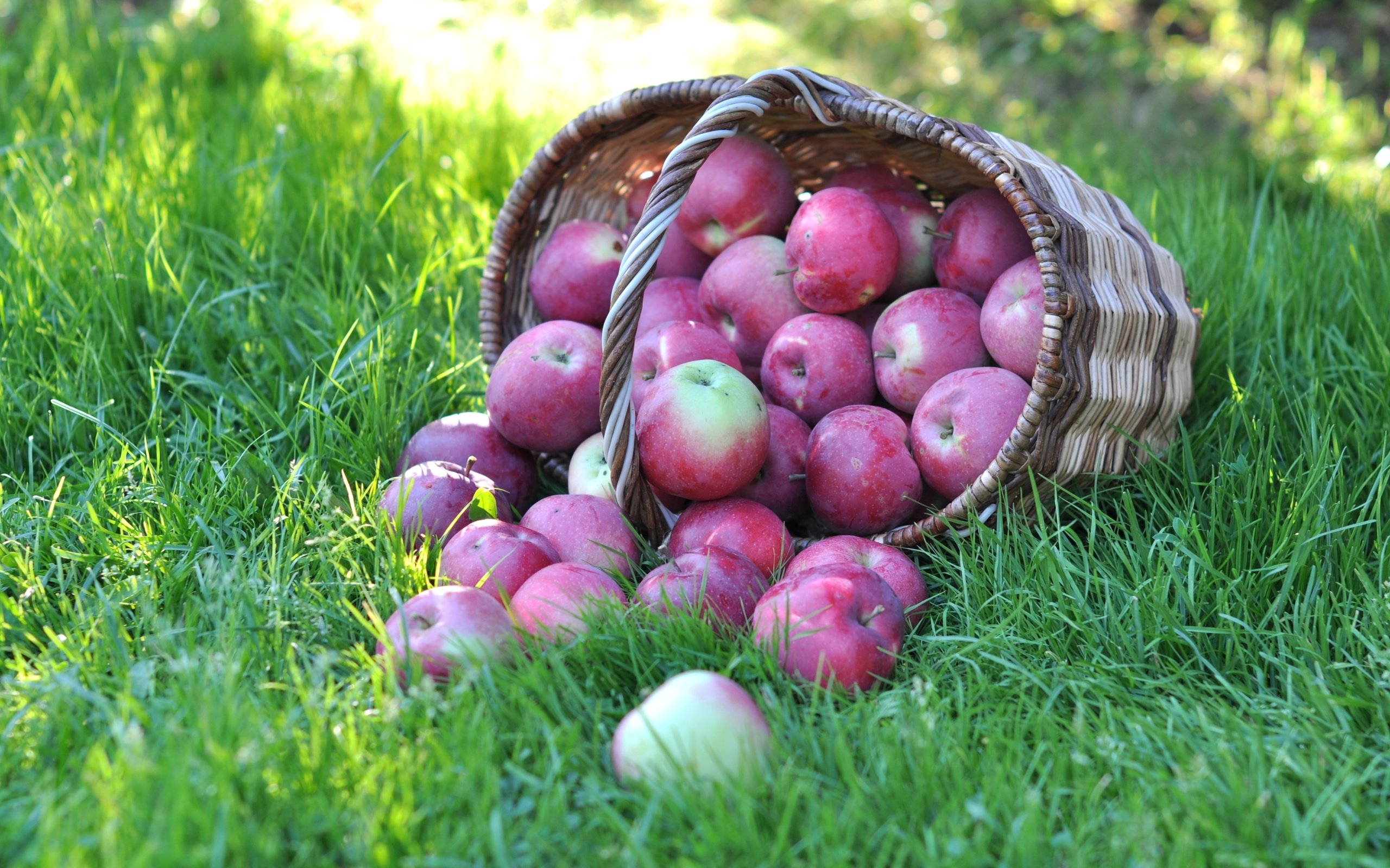 Обои трава, фрукты, яблоки, корзина, grass, fruit, apples, basket разрешение 3000x1918 Загрузить
