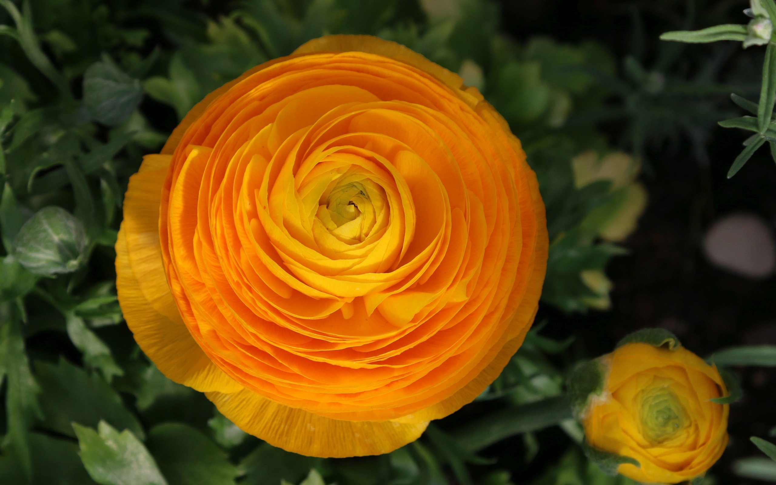 Обои цветы, жёлтая, желтые, боке, цветком, ранункулюсы, flowers, yellow, bokeh, flower, ranunculus разрешение 4401x2935 Загрузить