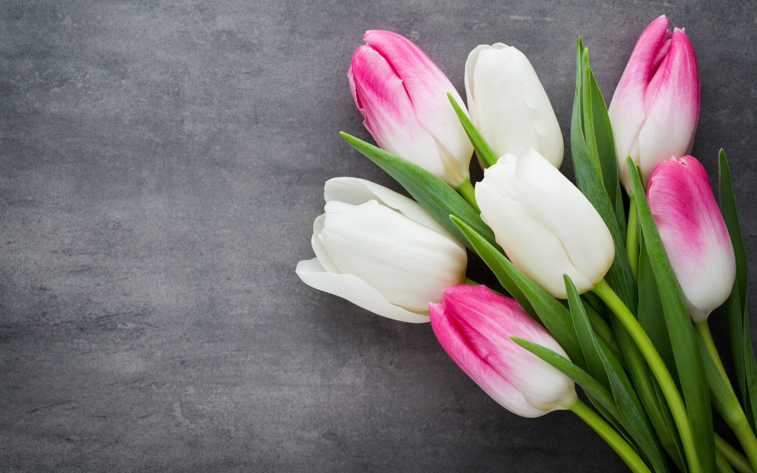 Обои цветы, весенние, букет, пинк, тюльпаны, розовые, белые, белая, красива,  цветы, парное, flowers, spring, bouquet, tulips, pink, white, beautiful, fresh разрешение 5472x3648 Загрузить