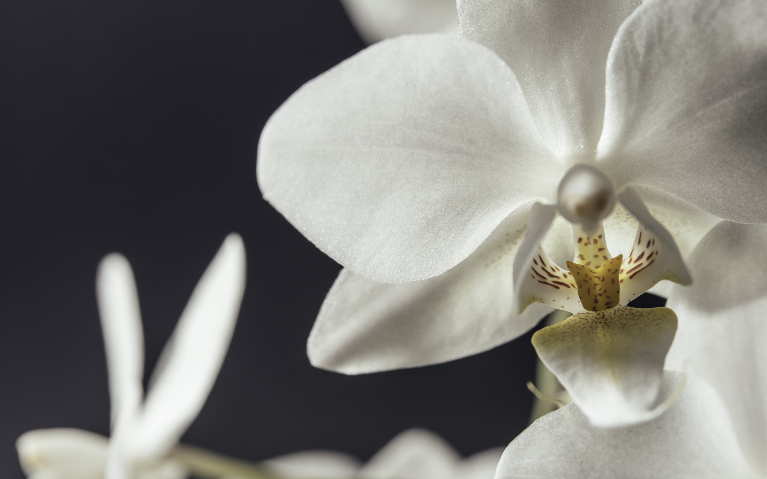 Обои цветы, макро, лепестки, белые, орхидеи, flowers, macro, petals, white, orchids разрешение 5330x3558 Загрузить