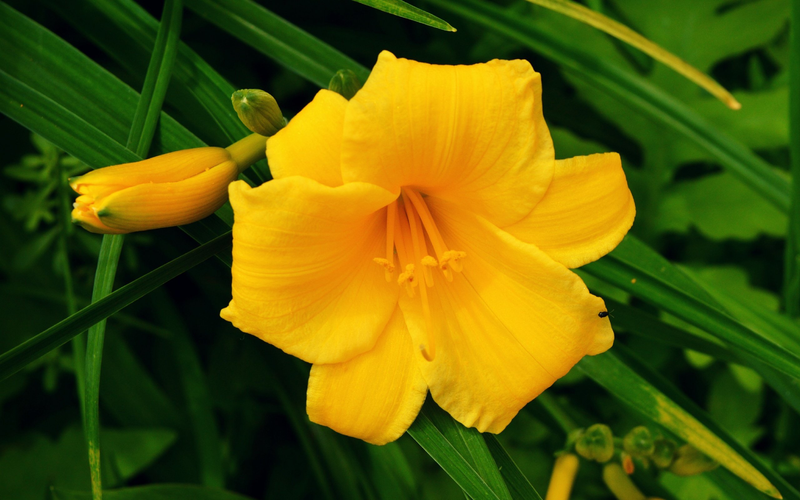 Обои цветы, бутоны, макро, лепестки, желтые, лилейник, flowers, buds, macro, petals, yellow, daylilies разрешение 4098x3261 Загрузить