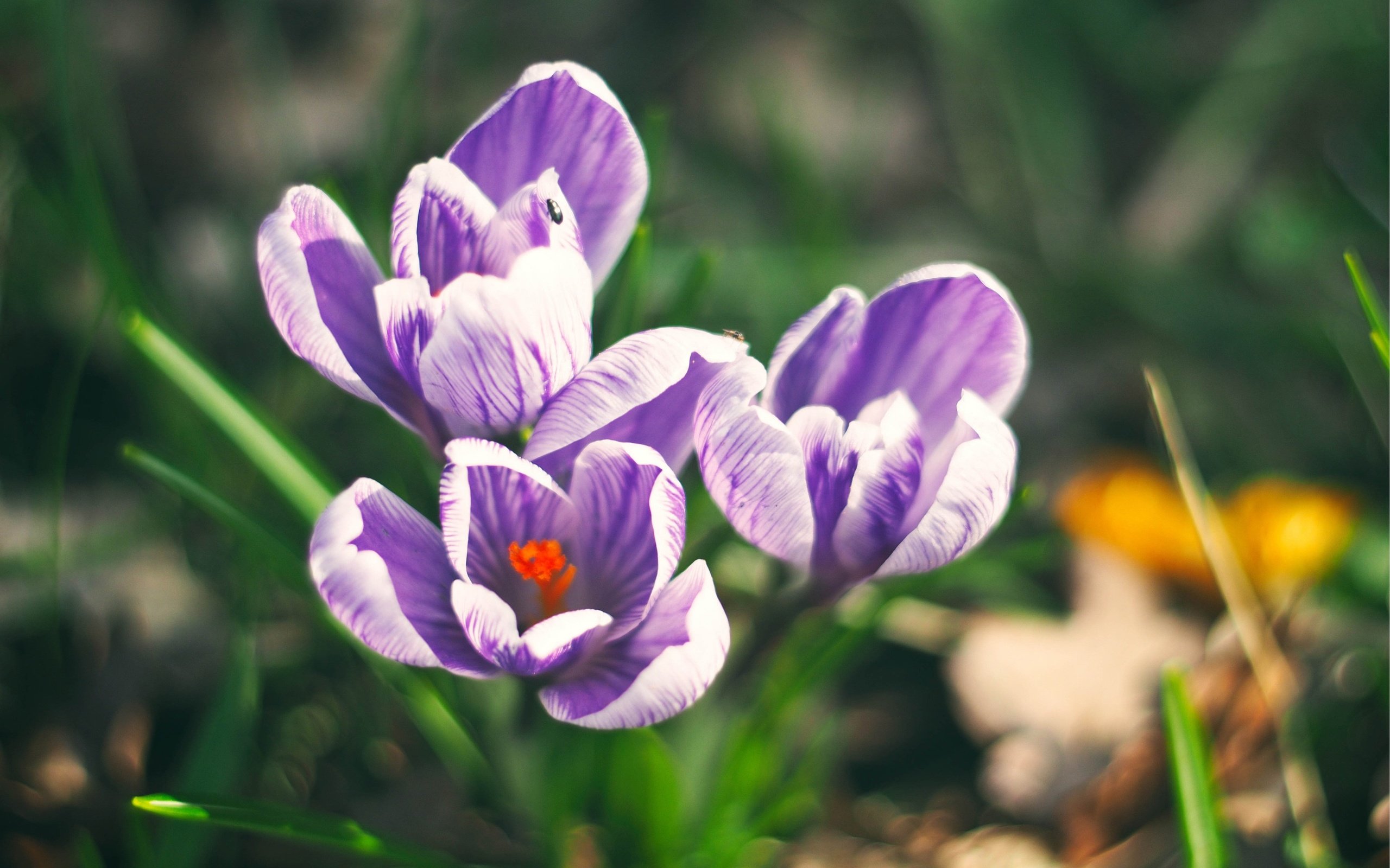 Обои цветы, поле, весна, фиолетовые, крокусы, шафран, flowers, field, spring, purple, crocuses, saffron разрешение 3840x2880 Загрузить