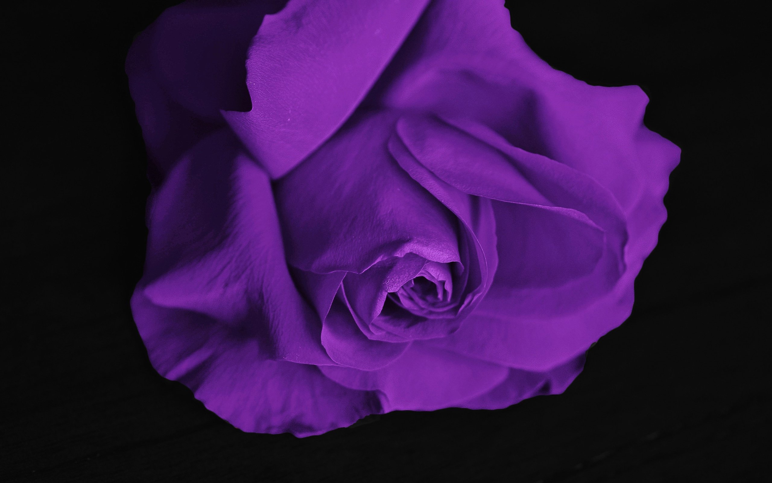 Обои цветок, роза, лепестки, фиолетовый, черный фон, flower, rose, petals, purple, black background разрешение 4928x3264 Загрузить