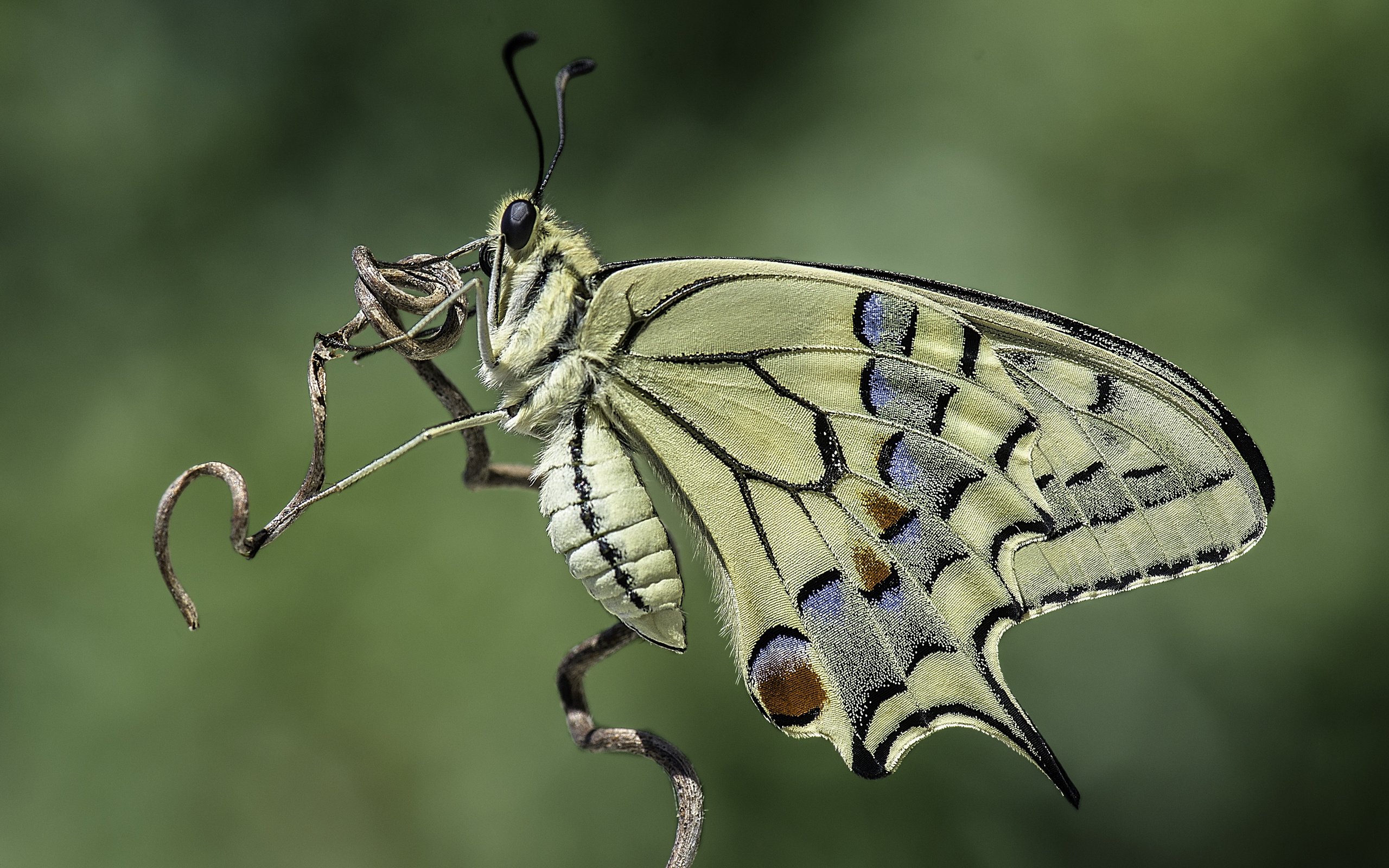 Обои природа, насекомое, фон, бабочка, davide lopresti, махаон, nature, insect, background, butterfly, swallowtail разрешение 4385x2927 Загрузить