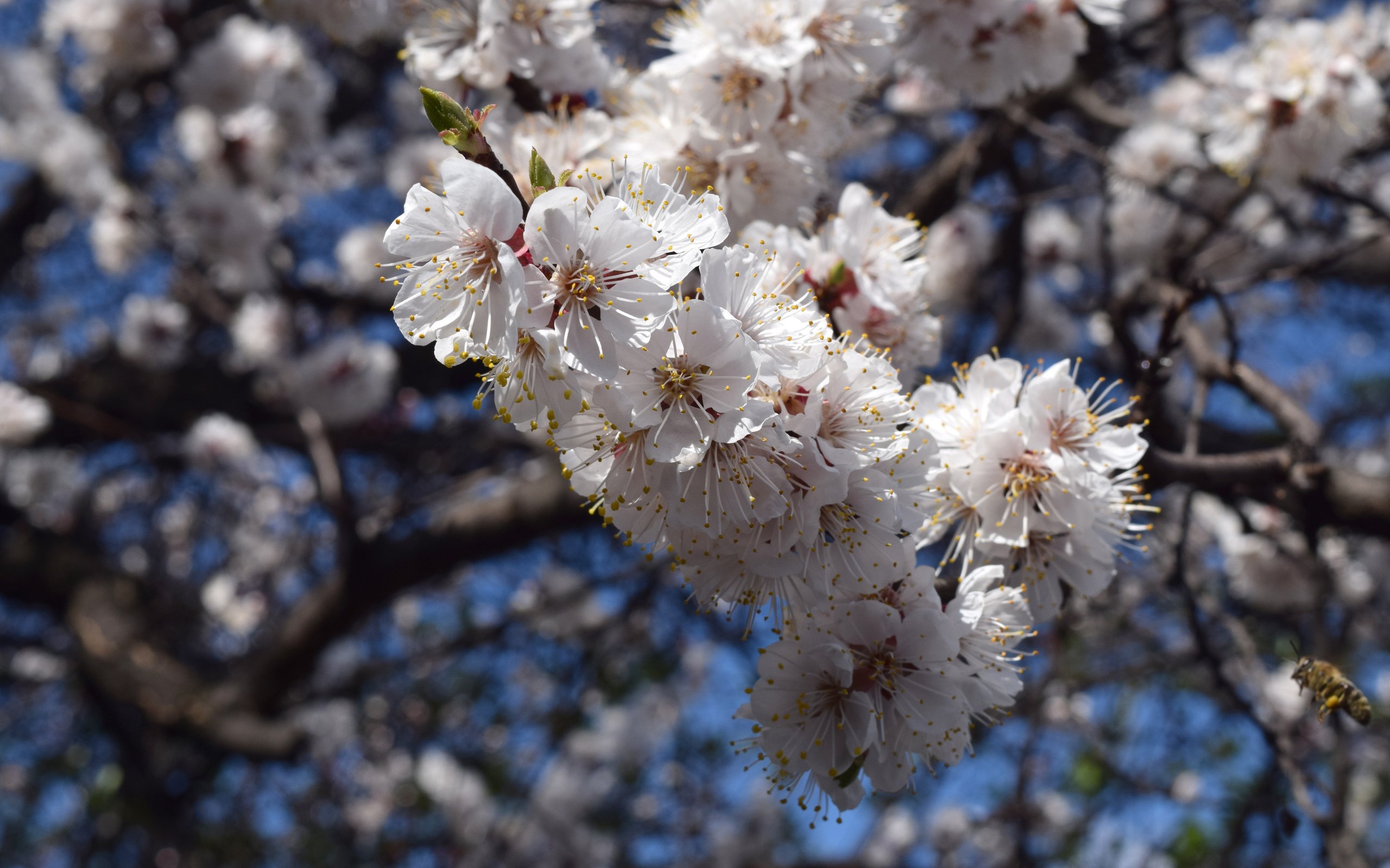 Обои небо, цветы, цветение, ветки, весна, пчелы, the sky, flowers, flowering, branches, spring, bees разрешение 6000x4000 Загрузить