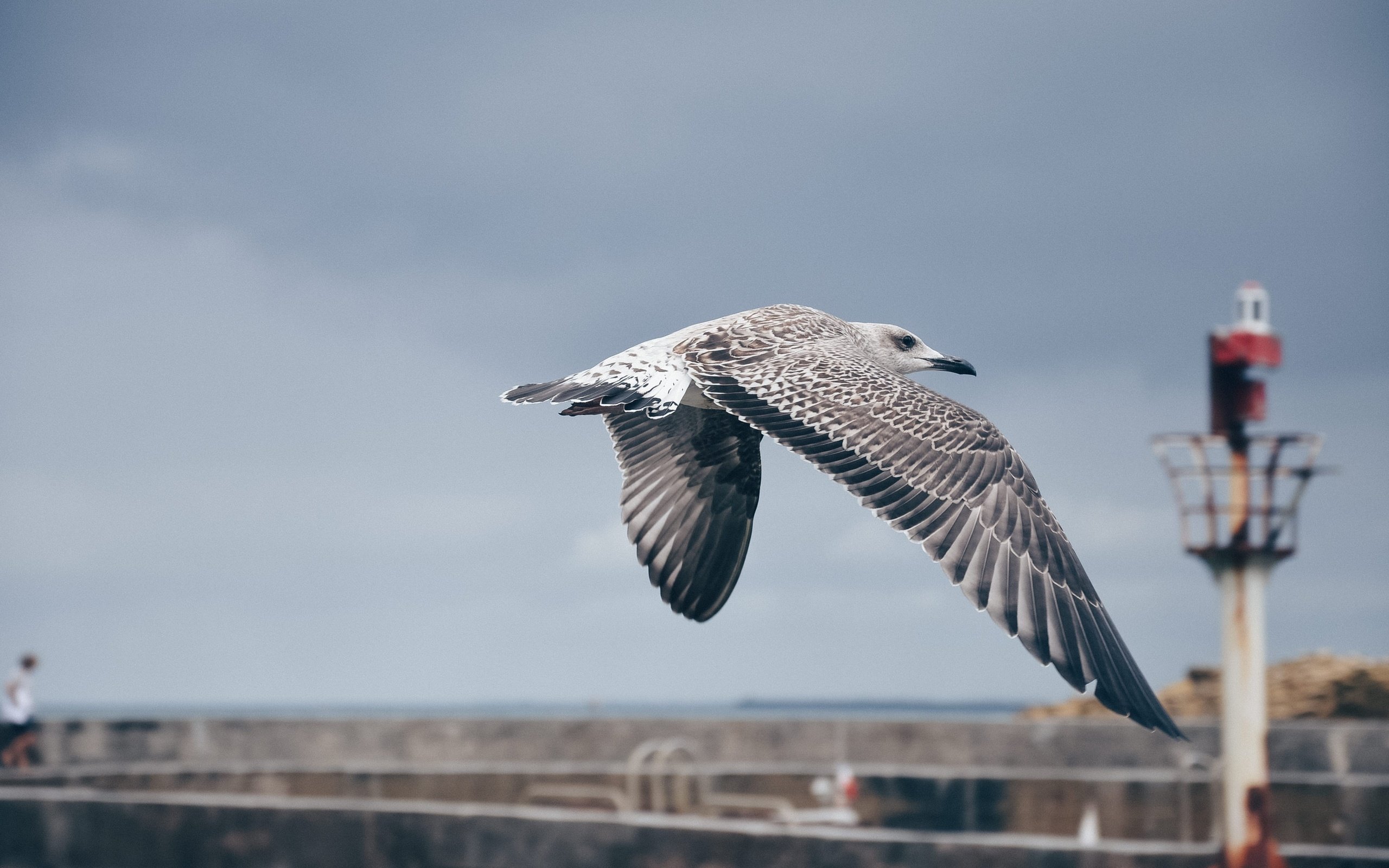 Обои небо, полет, крылья, чайка, птица, the sky, flight, wings, seagull, bird разрешение 3579x2371 Загрузить