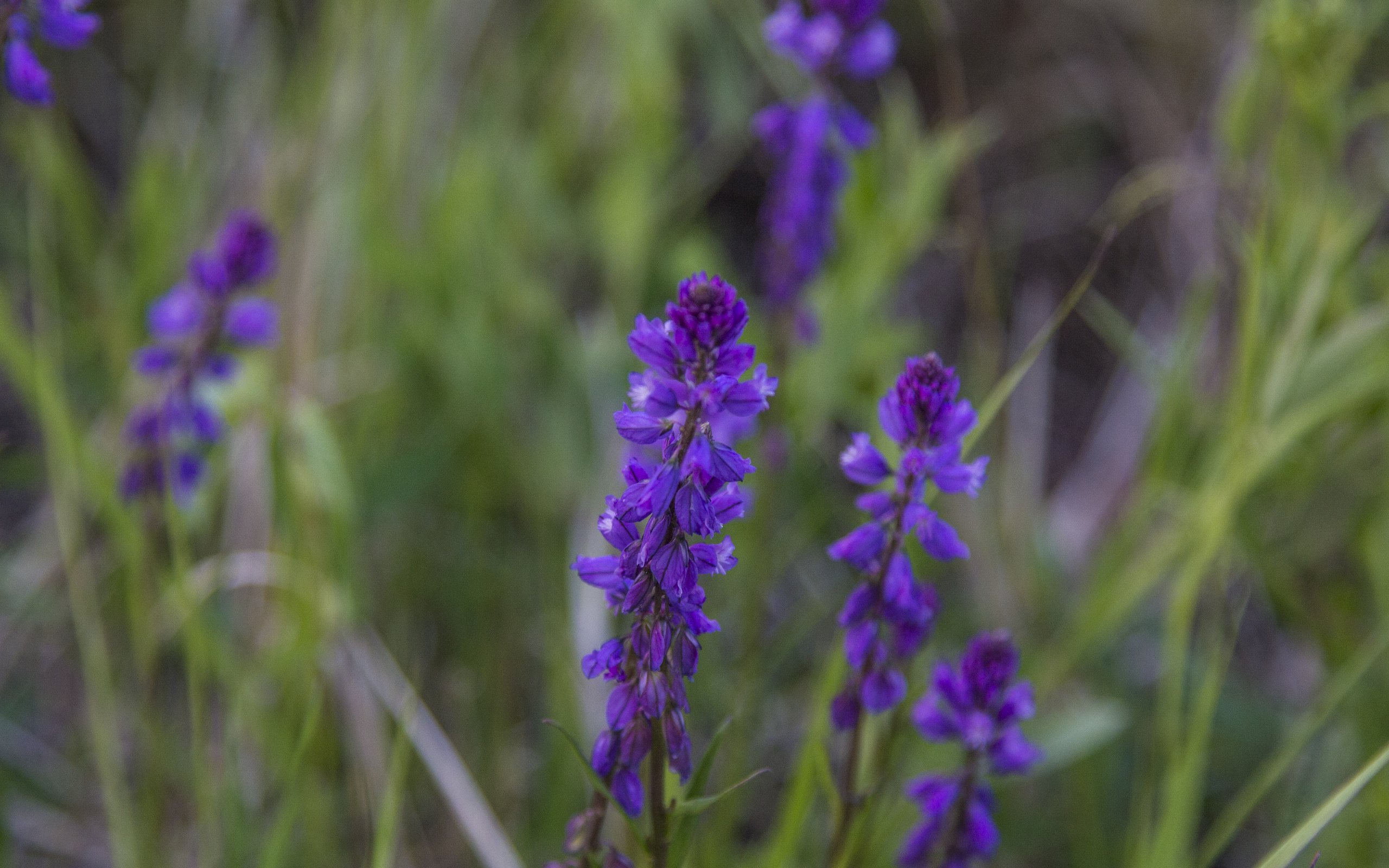 Обои цветы, природа, фон, полевые цветы, flowers, nature, background, wildflowers разрешение 5184x3456 Загрузить