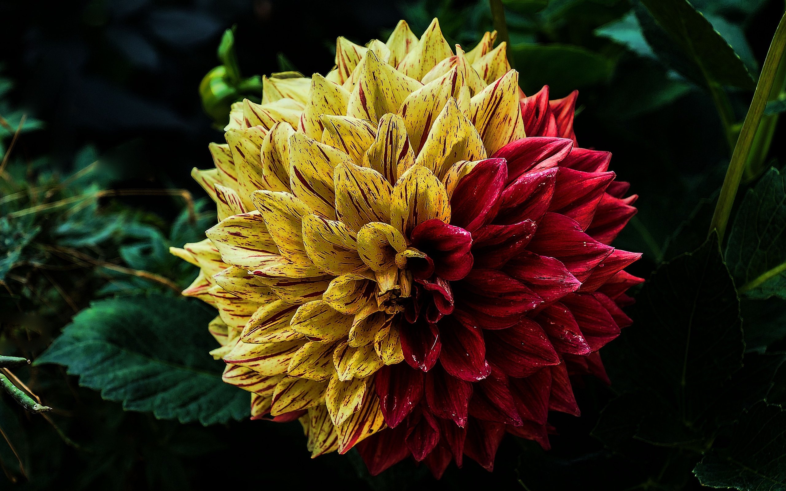 Обои листья, макро, цветок, лепестки, георгин, leaves, macro, flower, petals, dahlia разрешение 3840x2400 Загрузить