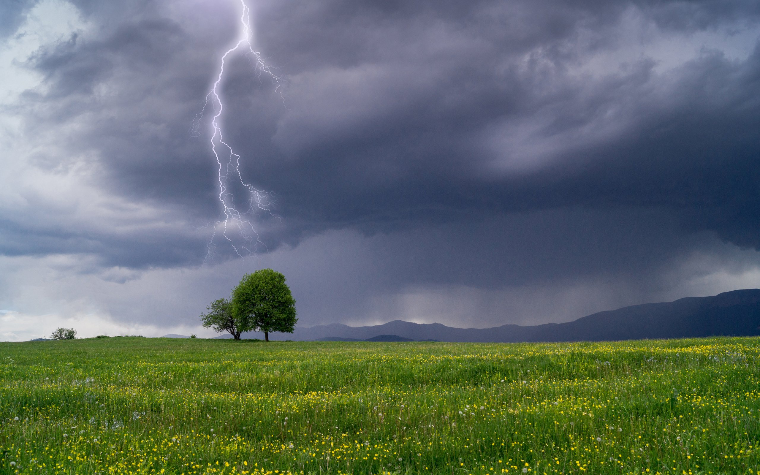 Обои небо, гроза, цветы, трава, дерево, тучи, пейзаж, молния, поле, the sky, the storm, flowers, grass, tree, clouds, landscape, lightning, field разрешение 3840x2400 Загрузить