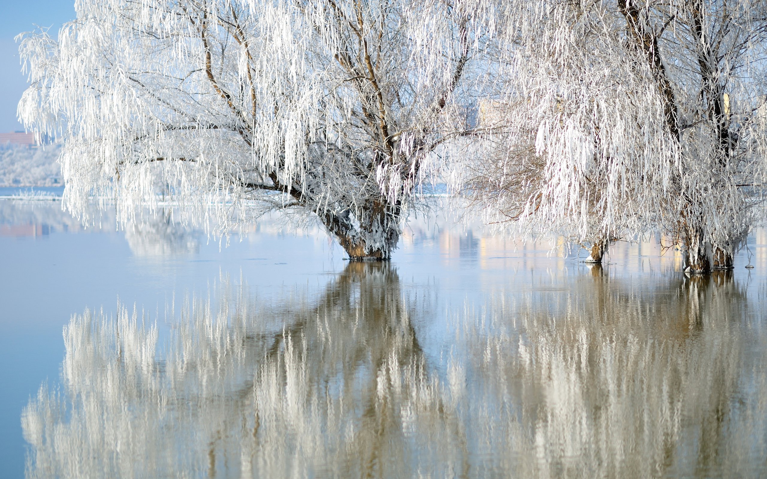 Обои озеро, природа, зима, отражение, иней, ивы, lake, nature, winter, reflection, frost, willow разрешение 3840x2400 Загрузить