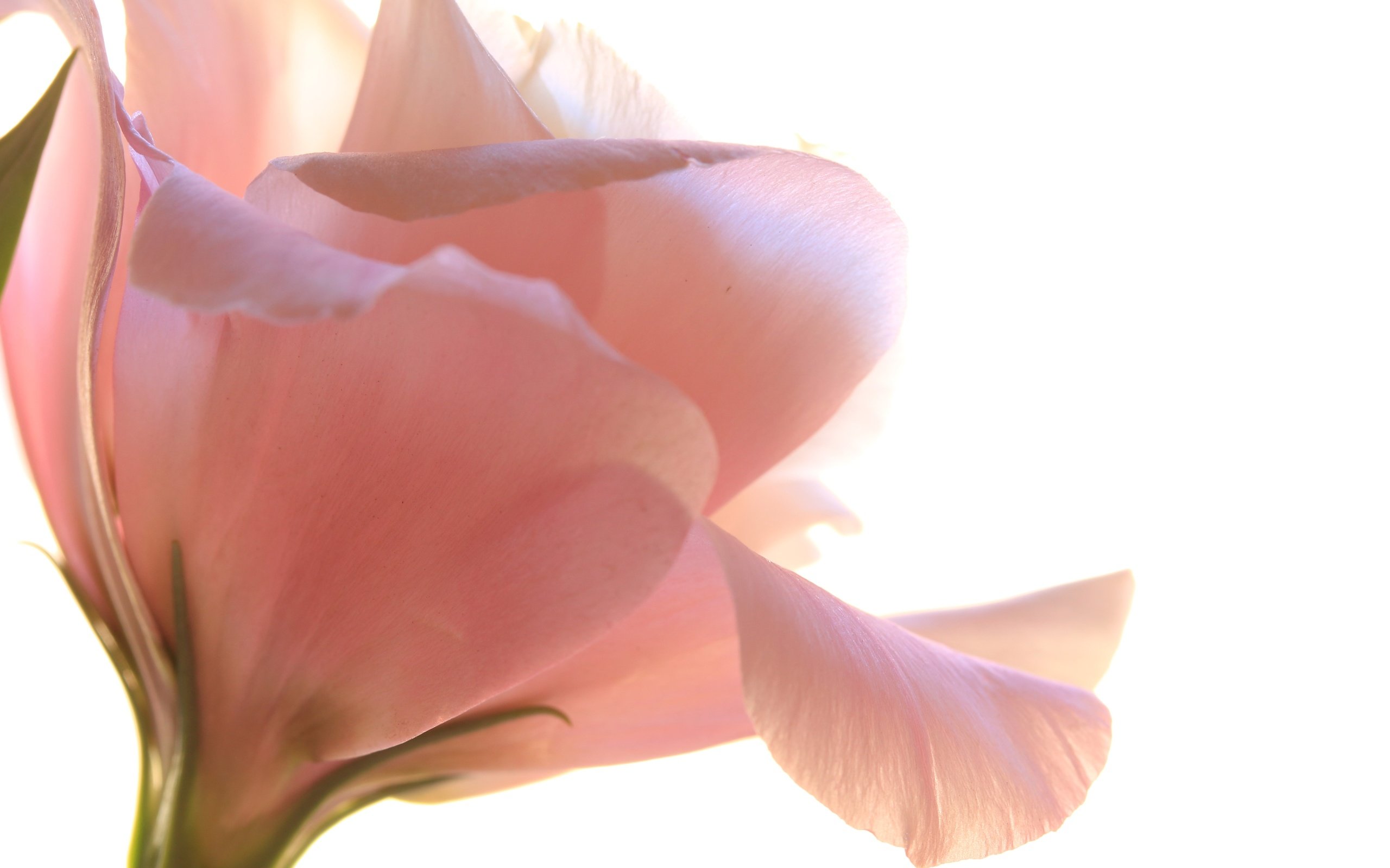 Обои цветок, лепестки, белый фон, эустома, flower, petals, white background, eustoma разрешение 5472x3552 Загрузить