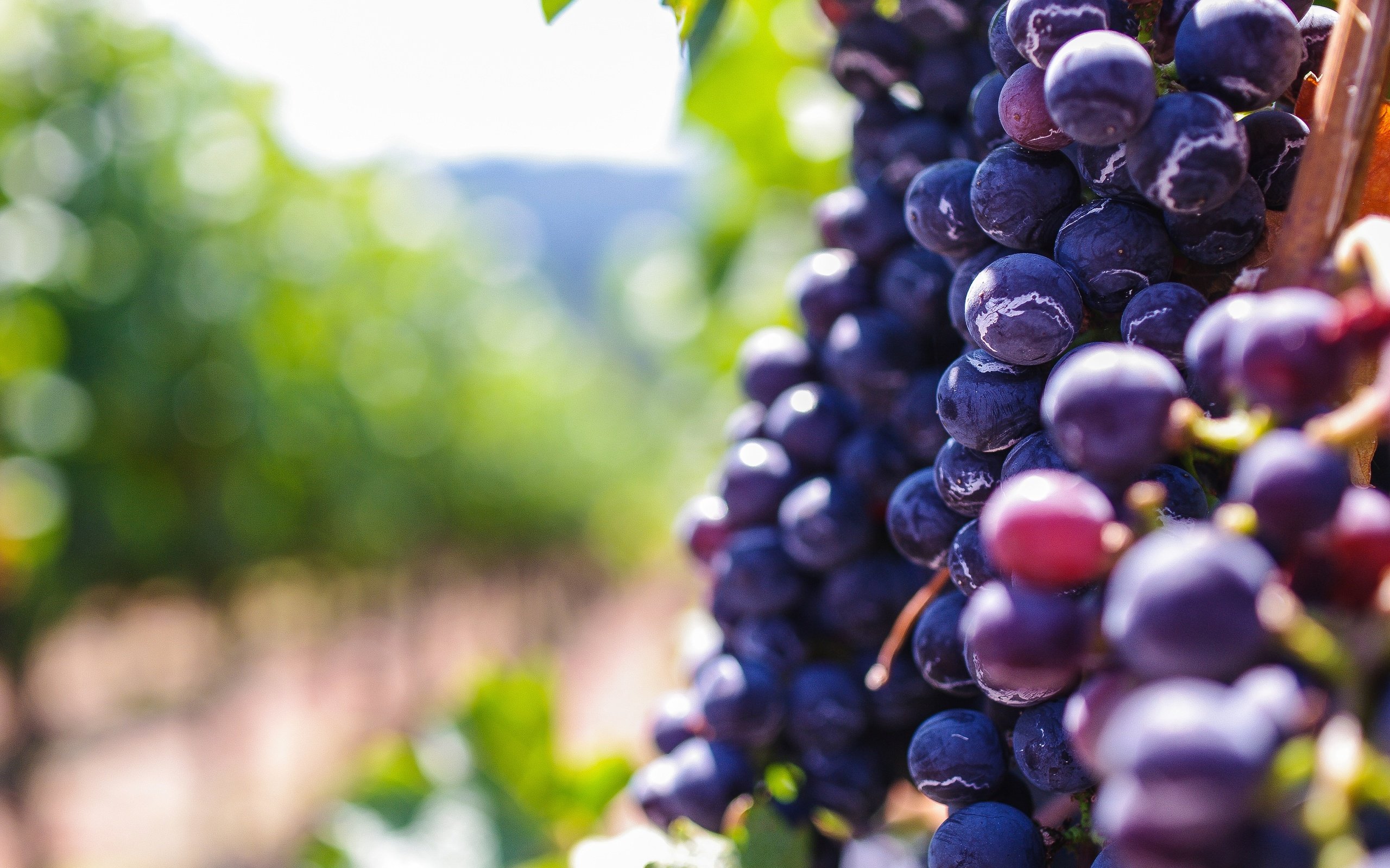 Обои виноград, размытость, ягоды, боке, grapes, blur, berries, bokeh разрешение 3936x2624 Загрузить