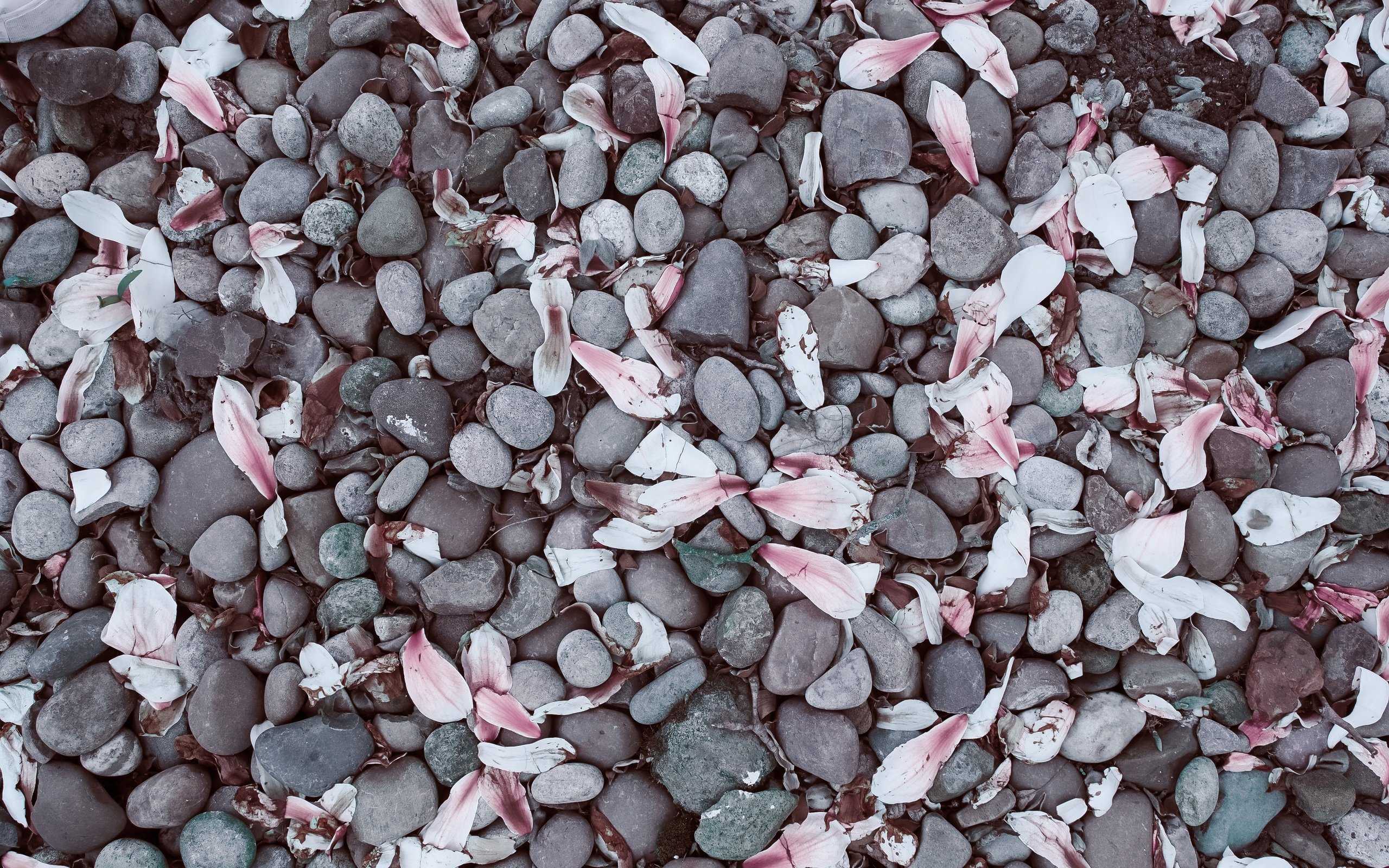 Обои камни, галька, лепестки, камешки, магнолия, stones, pebbles, petals, magnolia разрешение 3936x2624 Загрузить