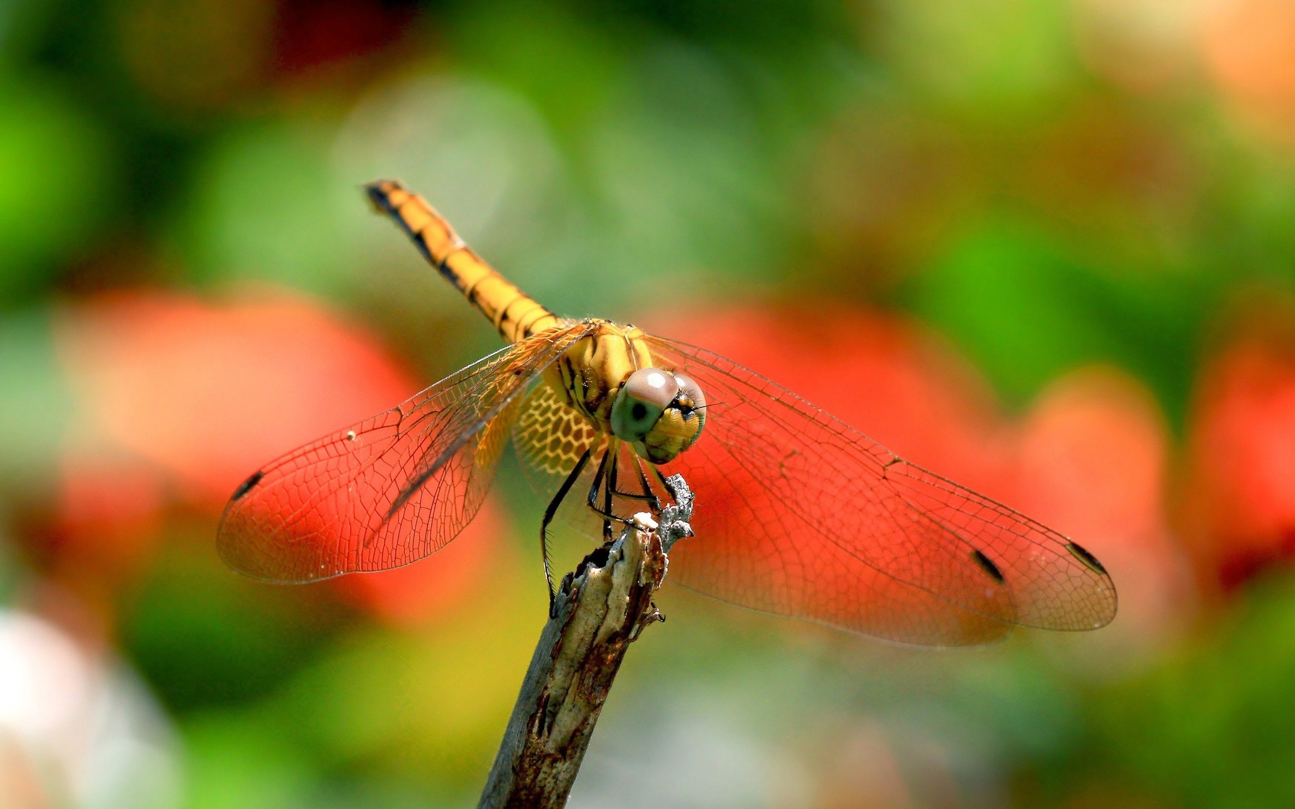 Обои природа, насекомое, крылья, размытость, стрекоза, nature, insect, wings, blur, dragonfly разрешение 3840x2160 Загрузить