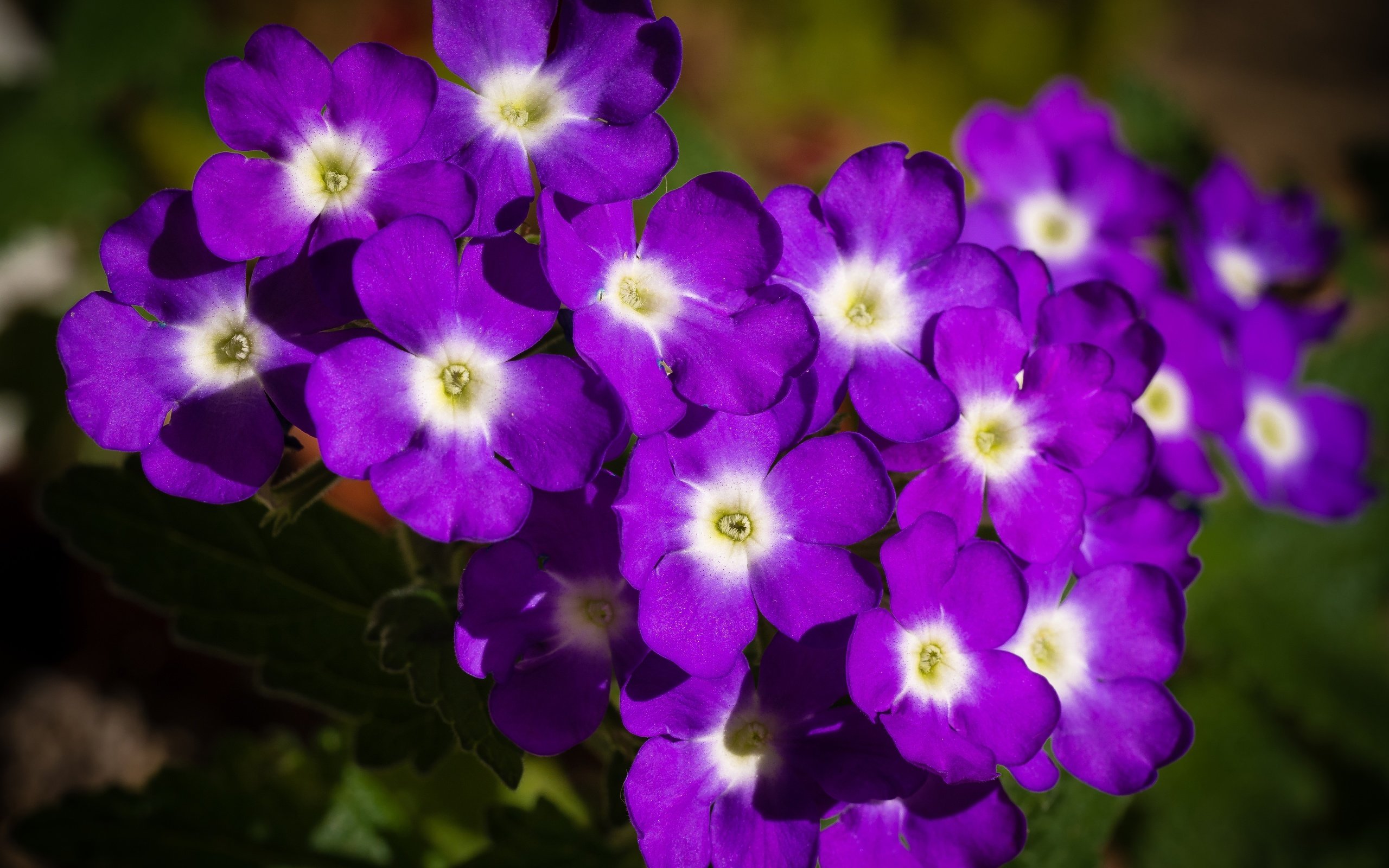 Обои цветы, лепестки, фиолетовые, вербена, flowers, petals, purple, verbena разрешение 4608x3456 Загрузить