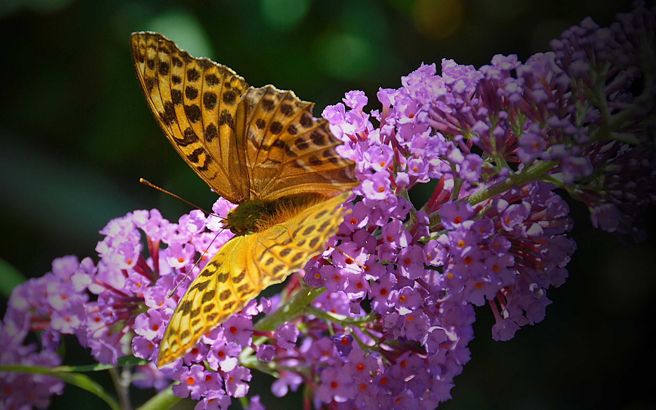 Обои насекомое, бабочка, крылья, цветочки, insect, butterfly, wings, flowers разрешение 4308x2987 Загрузить
