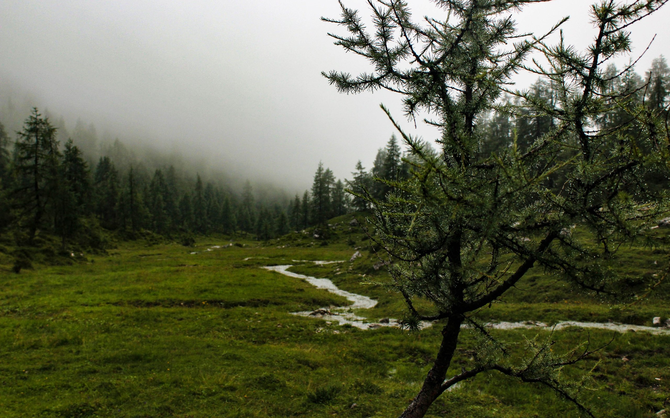 Обои деревья, река, природа, дерево, лес, пейзаж, туман, гора, trees, river, nature, tree, forest, landscape, fog, mountain разрешение 5184x3456 Загрузить