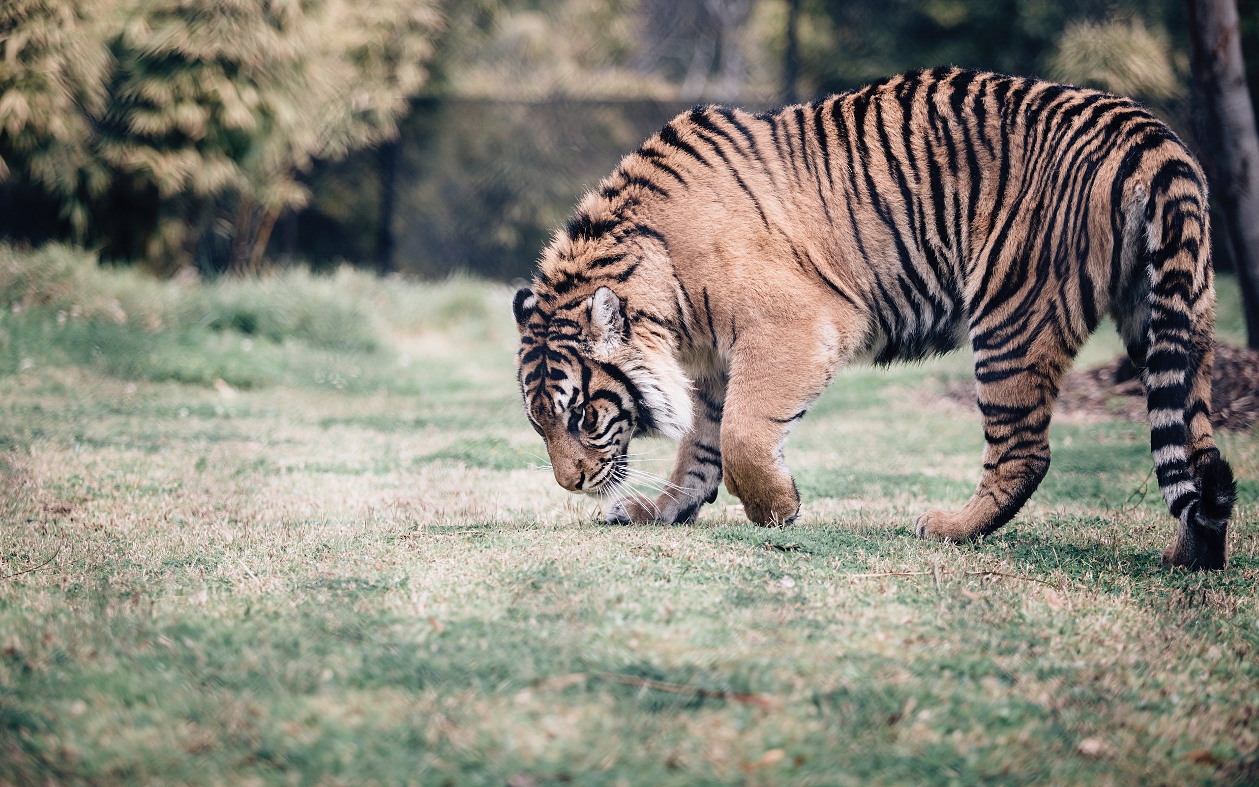 Обои тигр, морда, природа, взгляд, хищник, дикая кошка, tiger, face, nature, look, predator, wild cat разрешение 5472x3236 Загрузить