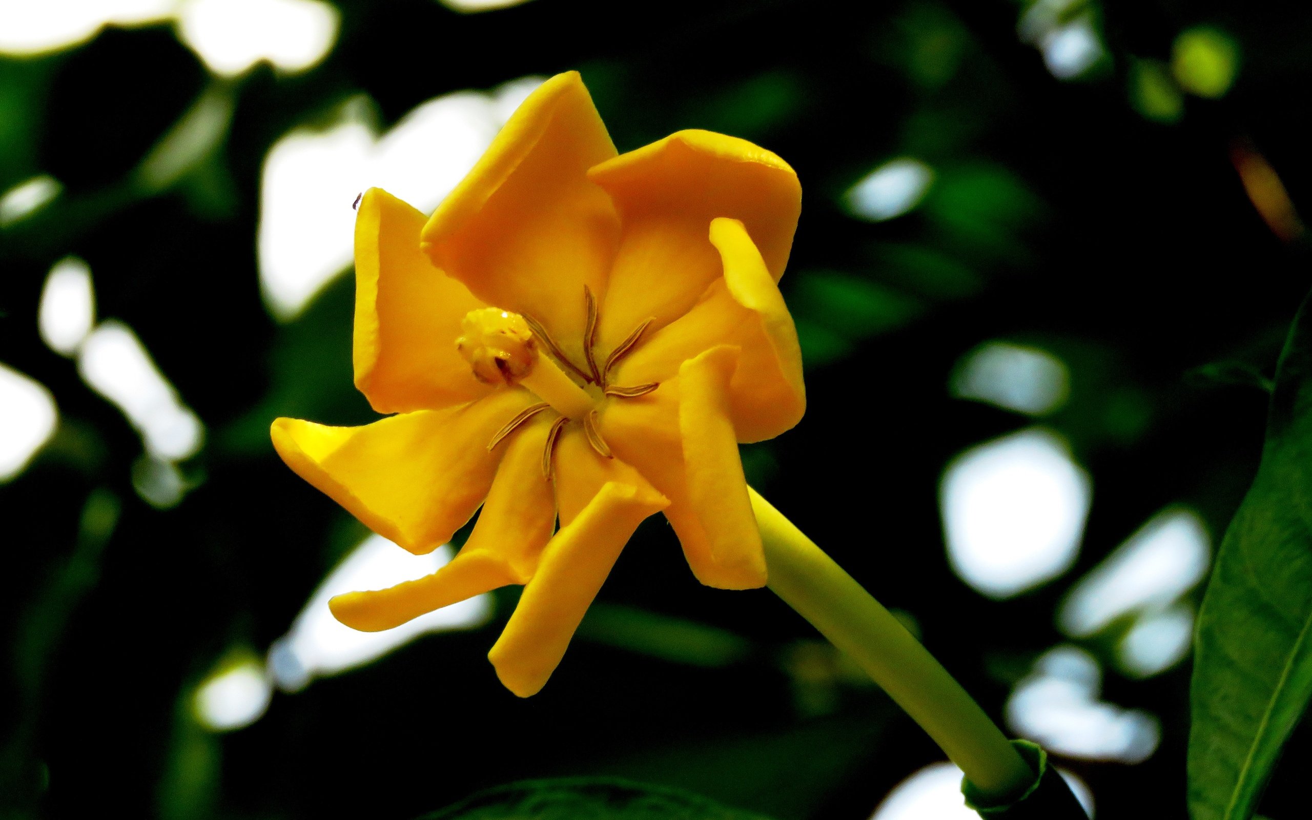 Обои цветок, лепестки, размытость, магнолия, желтый цветок, магнолия чампака, flower, petals, blur, magnolia, yellow flower, magnolia of ciampac разрешение 4608x3456 Загрузить