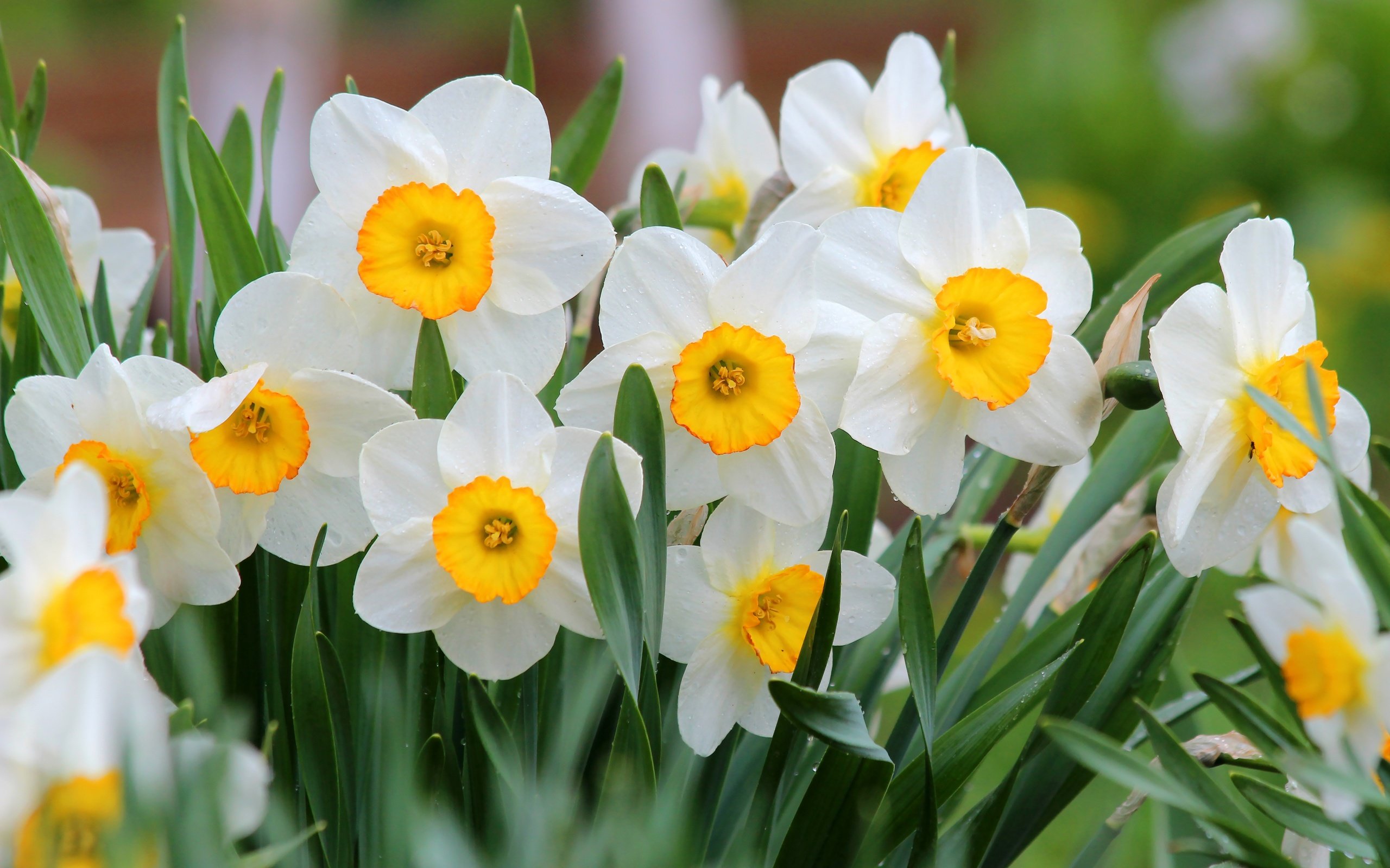 Обои цветы, природа, цветение, весна, нарциссы, flowers, nature, flowering, spring, daffodils разрешение 4692x3168 Загрузить