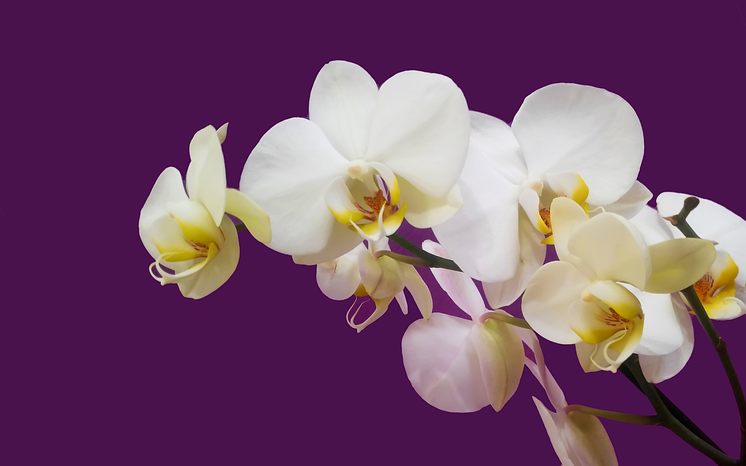 Обои орхидея белая на цветном фоне, white orchid on colored background разрешение 4124x2731 Загрузить