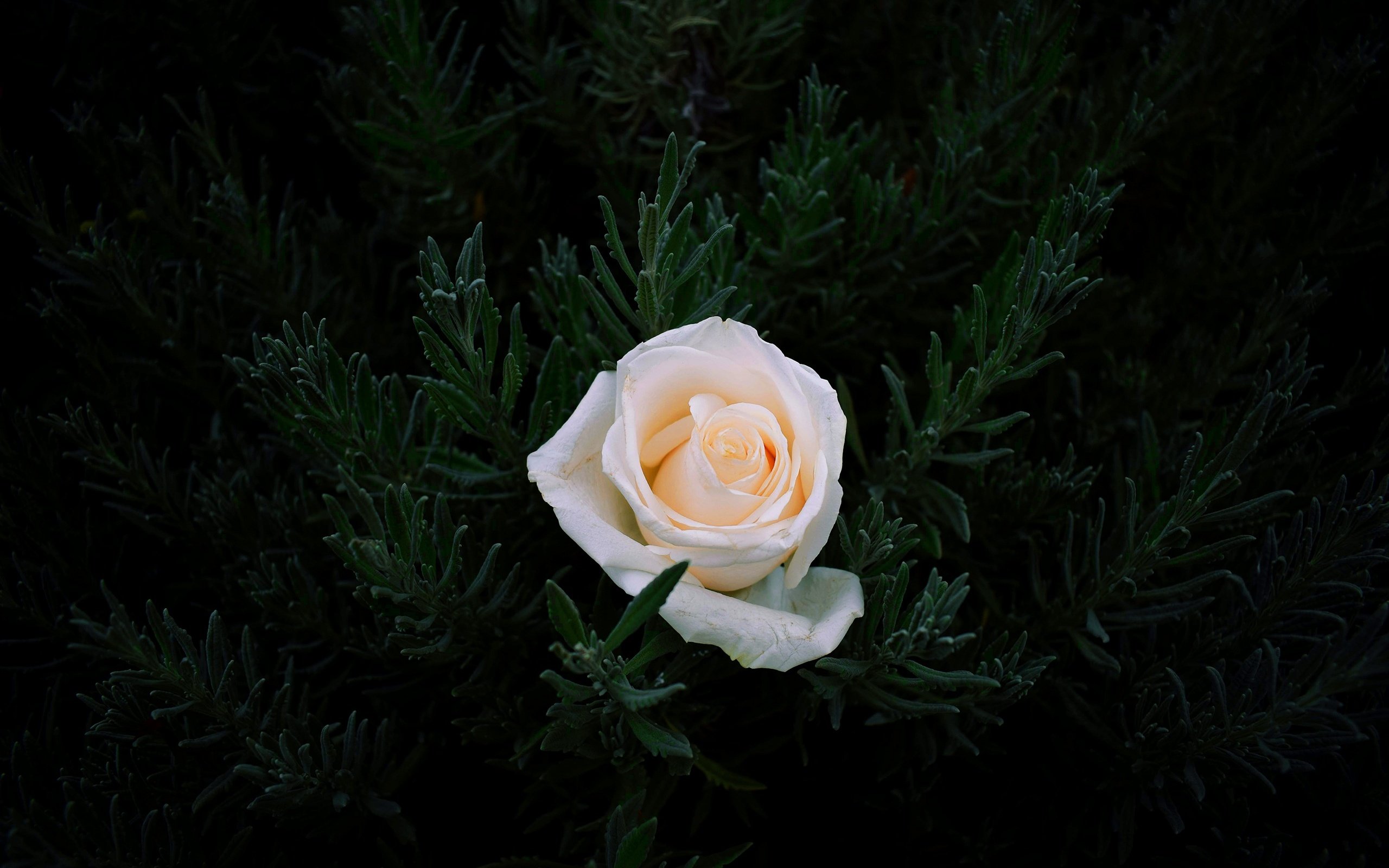 Обои хвоя, цветок, ветки, роза, темный фон, белая, needles, flower, branches, rose, the dark background, white разрешение 2560x1707 Загрузить