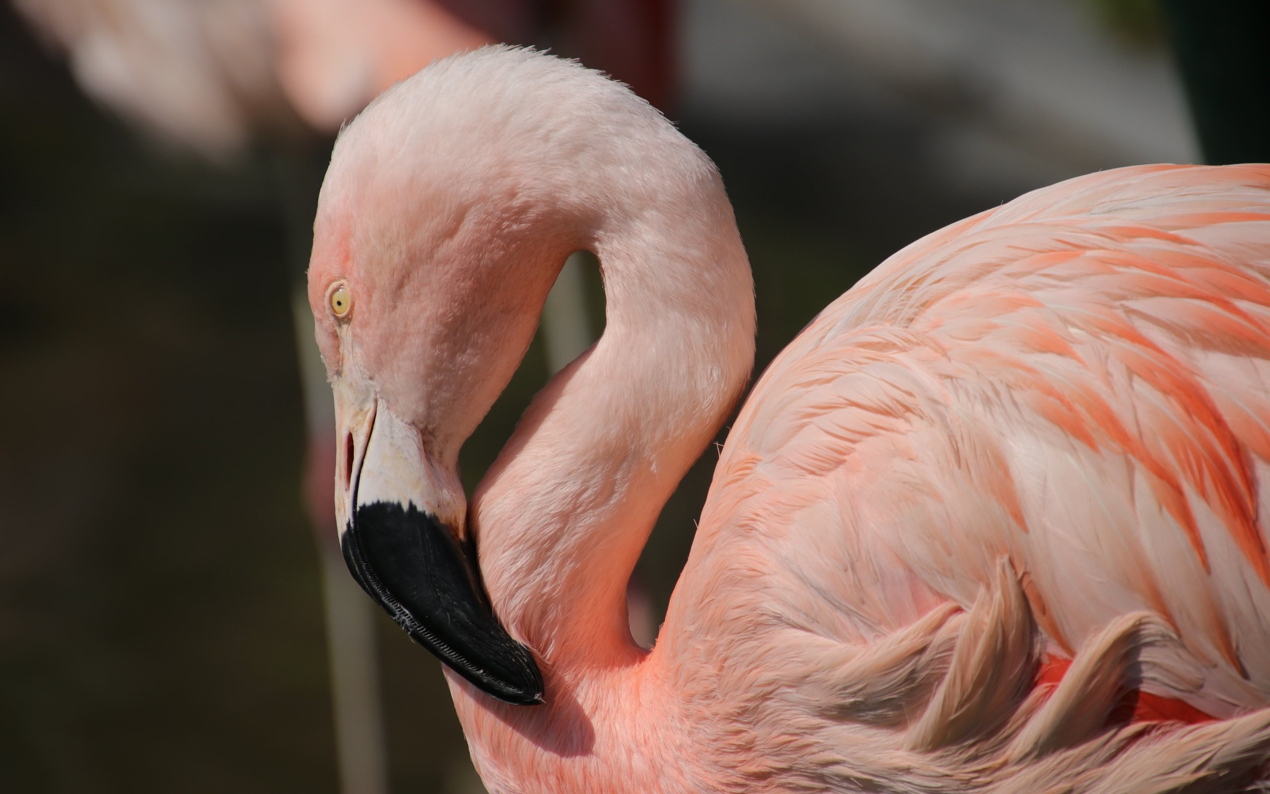 Обои птицы, клюв, перья, розовый фламинго, birds, beak, feathers, pink flamingos разрешение 6000x4000 Загрузить