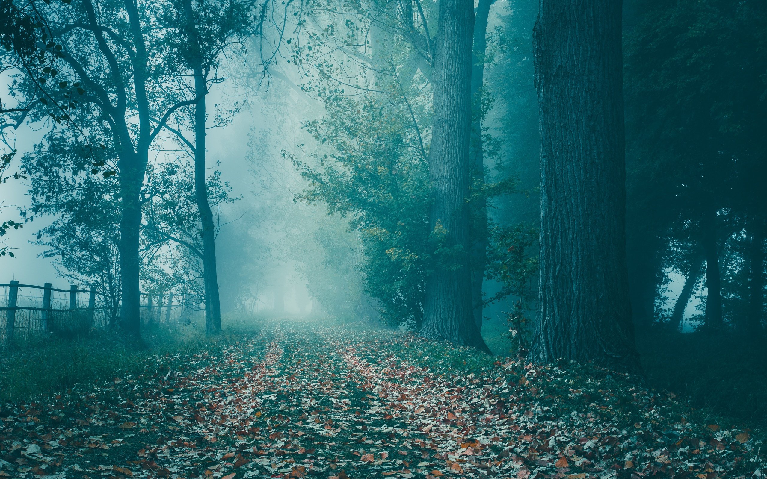 Обои дорога, деревья, лес, туман, осень, road, trees, forest, fog, autumn разрешение 6000x4000 Загрузить