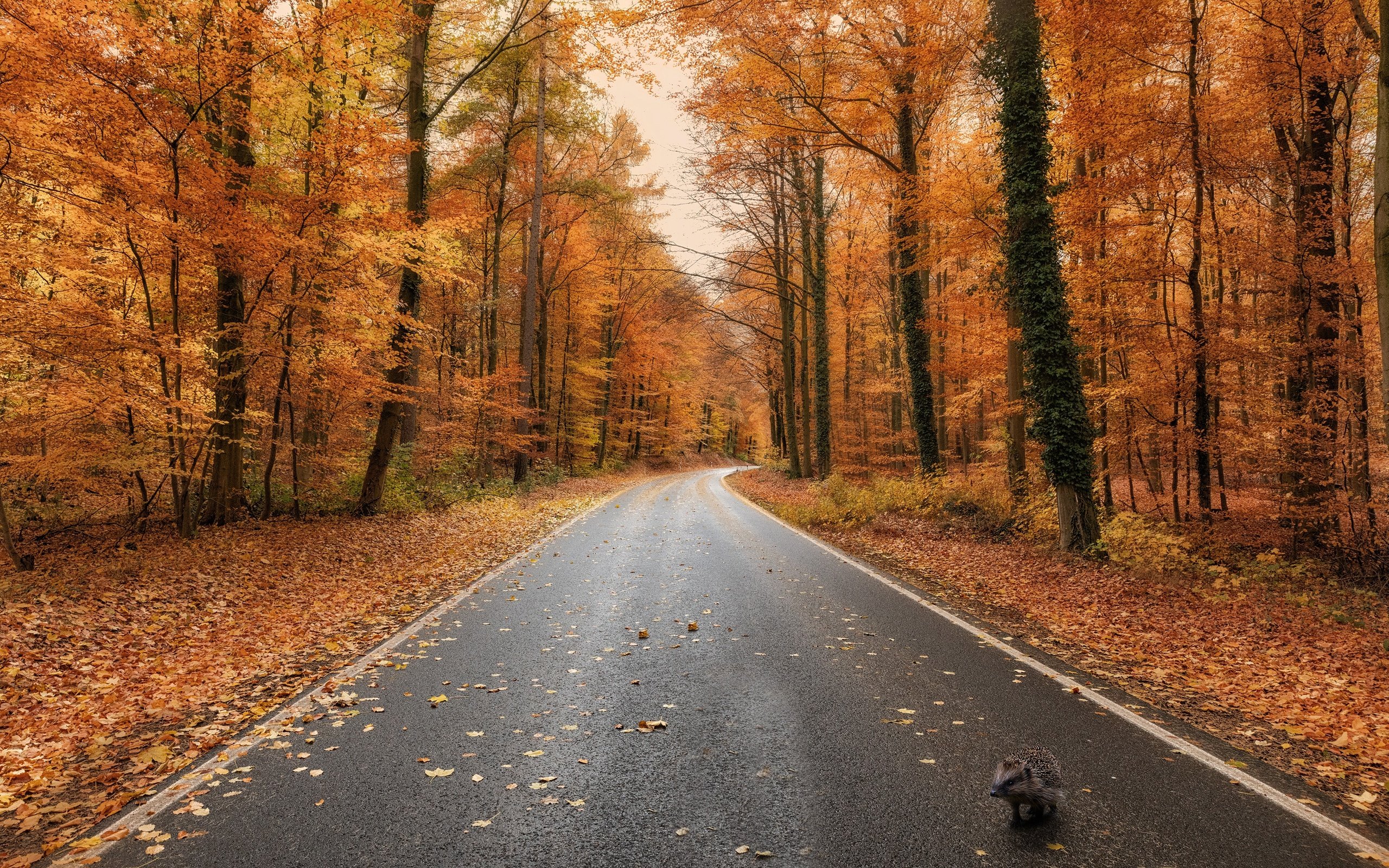 Обои дорога, лес, осень, ежик, шоссе, road, forest, autumn, hedgehog, highway разрешение 3840x2160 Загрузить