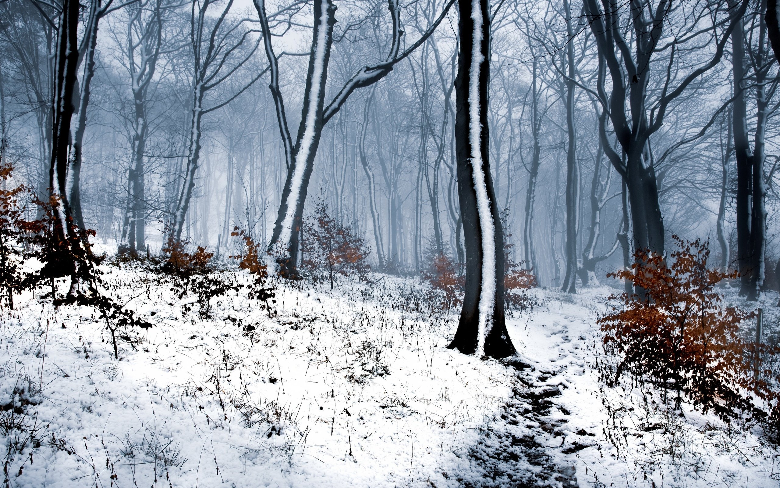 Обои лес, зима, forest, winter разрешение 3840x2160 Загрузить