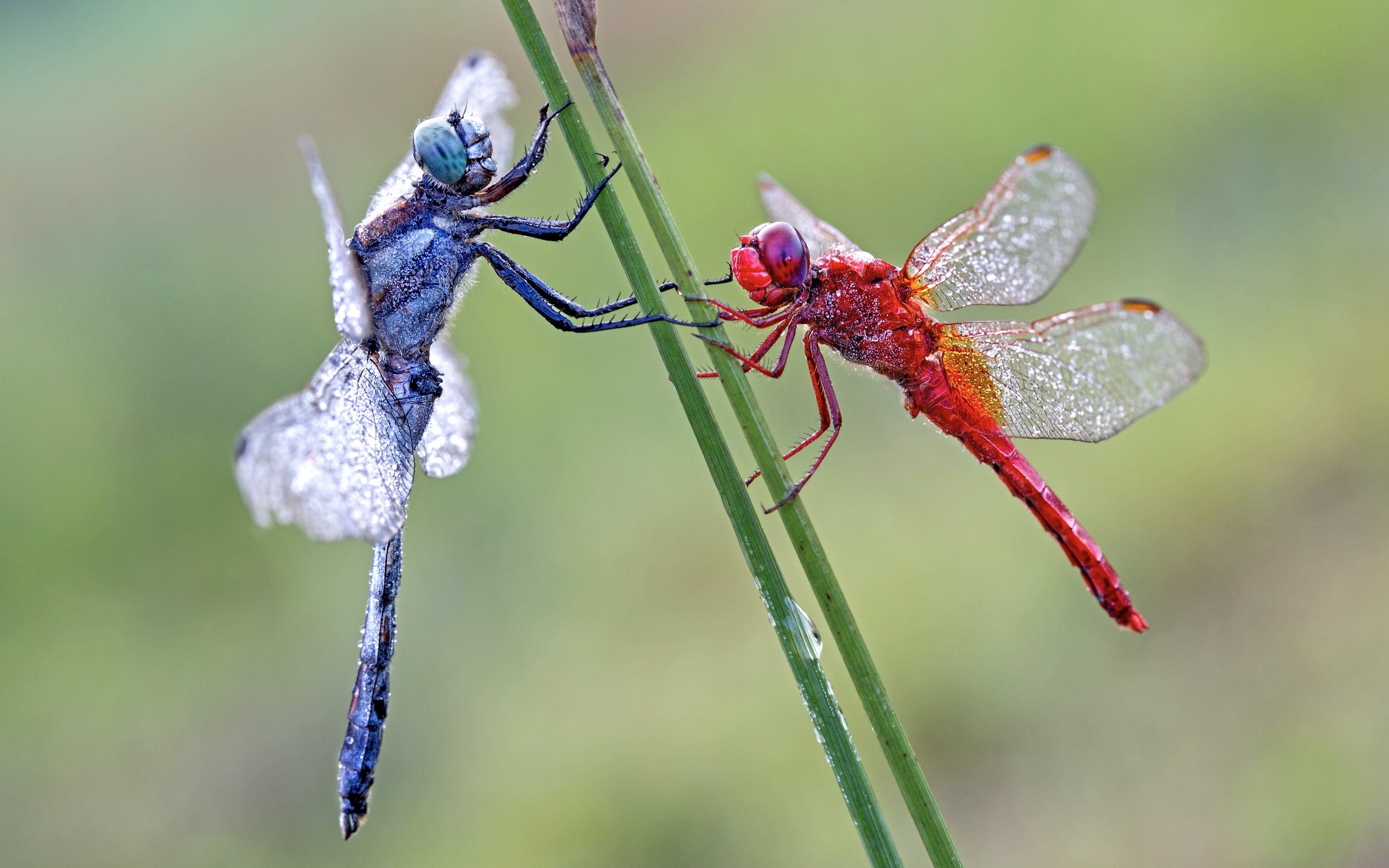 Обои макро, пара, две, стрекозы, macro, pair, two, dragonflies разрешение 5760x3840 Загрузить