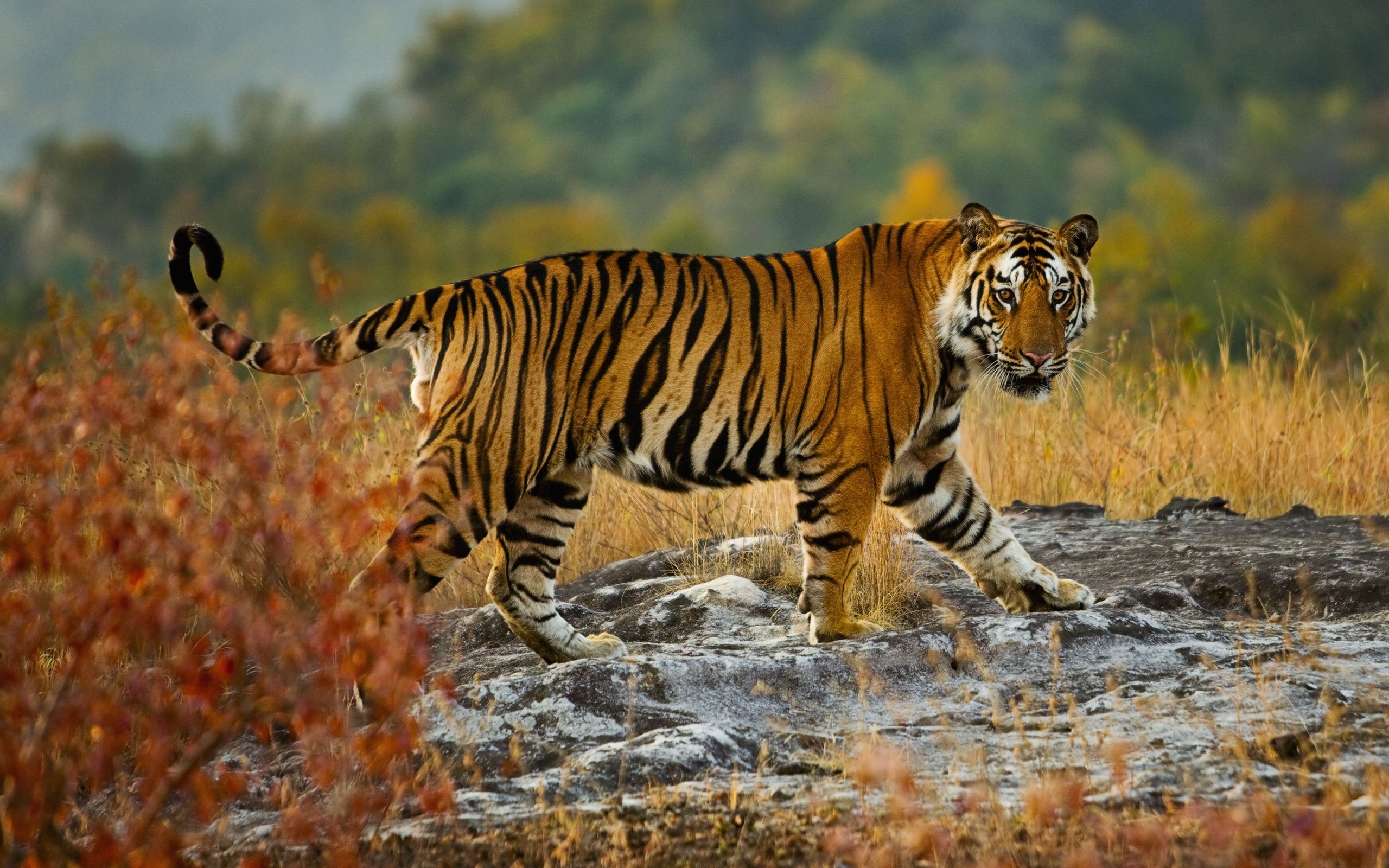 Обои тигр, взгляд, хищник, дикая природа, бенгальский тигр, tiger, look, predator, wildlife, bengal tiger разрешение 5221x3481 Загрузить