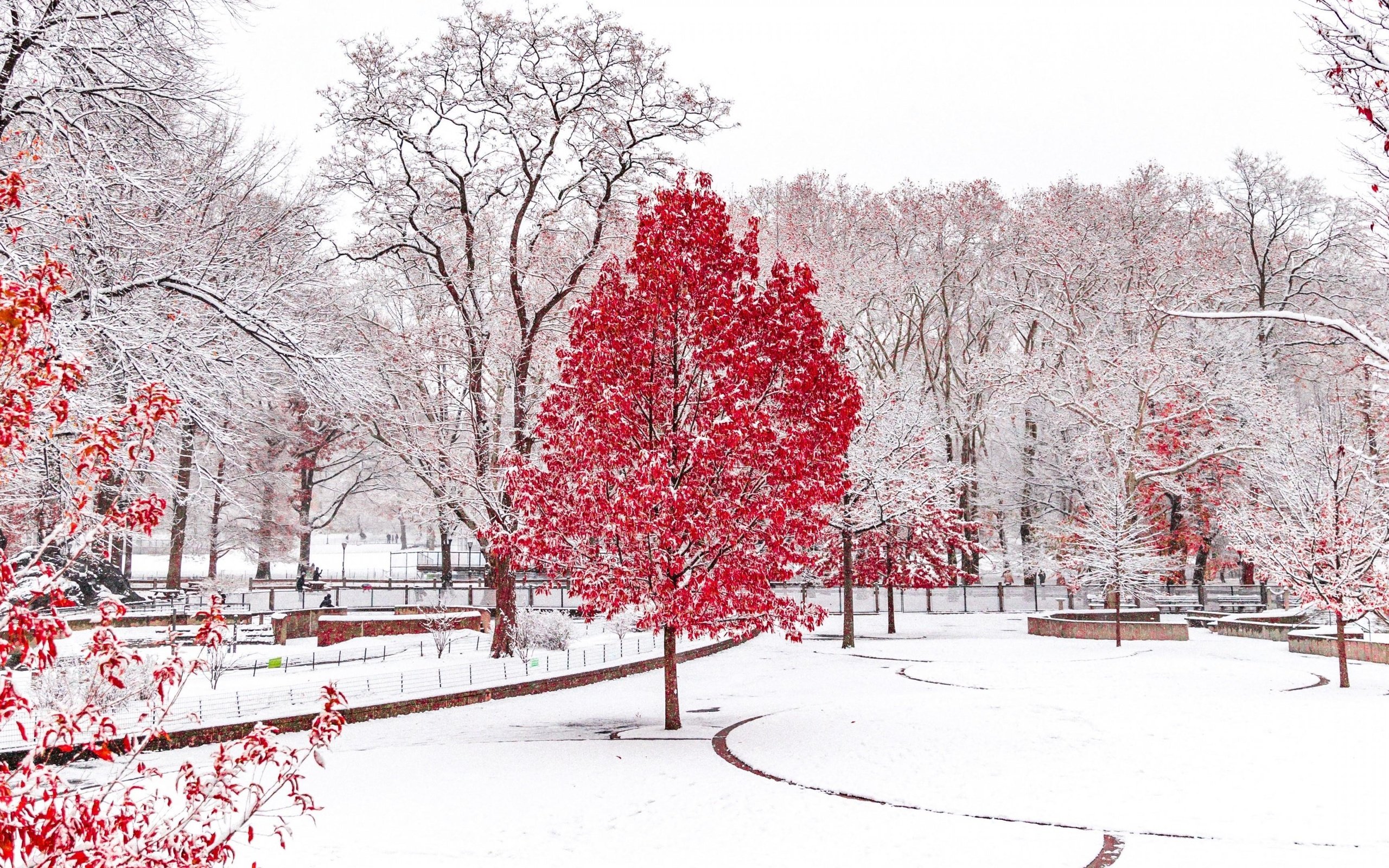 Обои деревья, снег, зима, парк, trees, snow, winter, park разрешение 3840x2160 Загрузить
