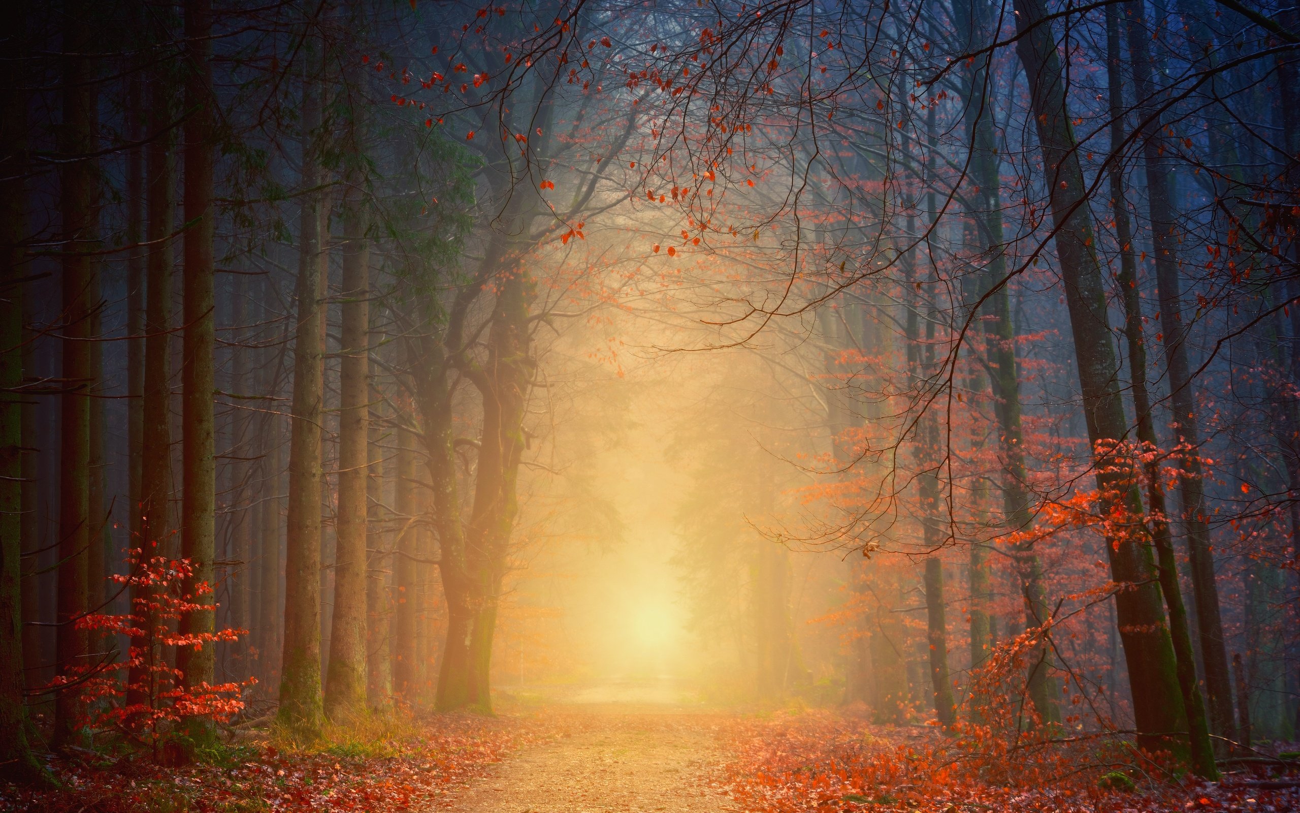 Обои деревья, природа, лес, туман, листва, осень, trees, nature, forest, fog, foliage, autumn разрешение 6000x4000 Загрузить